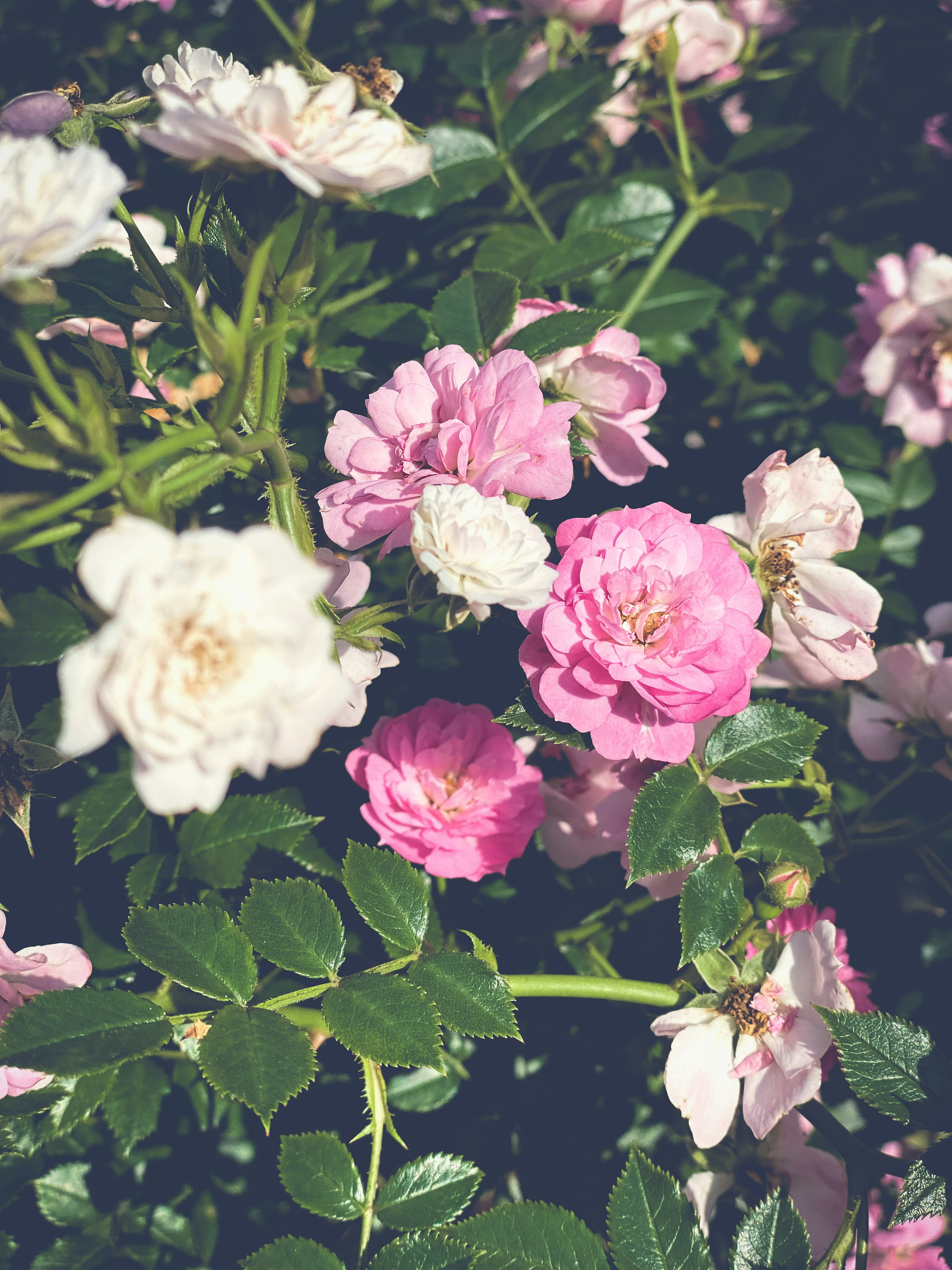 Eine lebendige Darstellung von rosa und weißen Rosen in voller Blüte