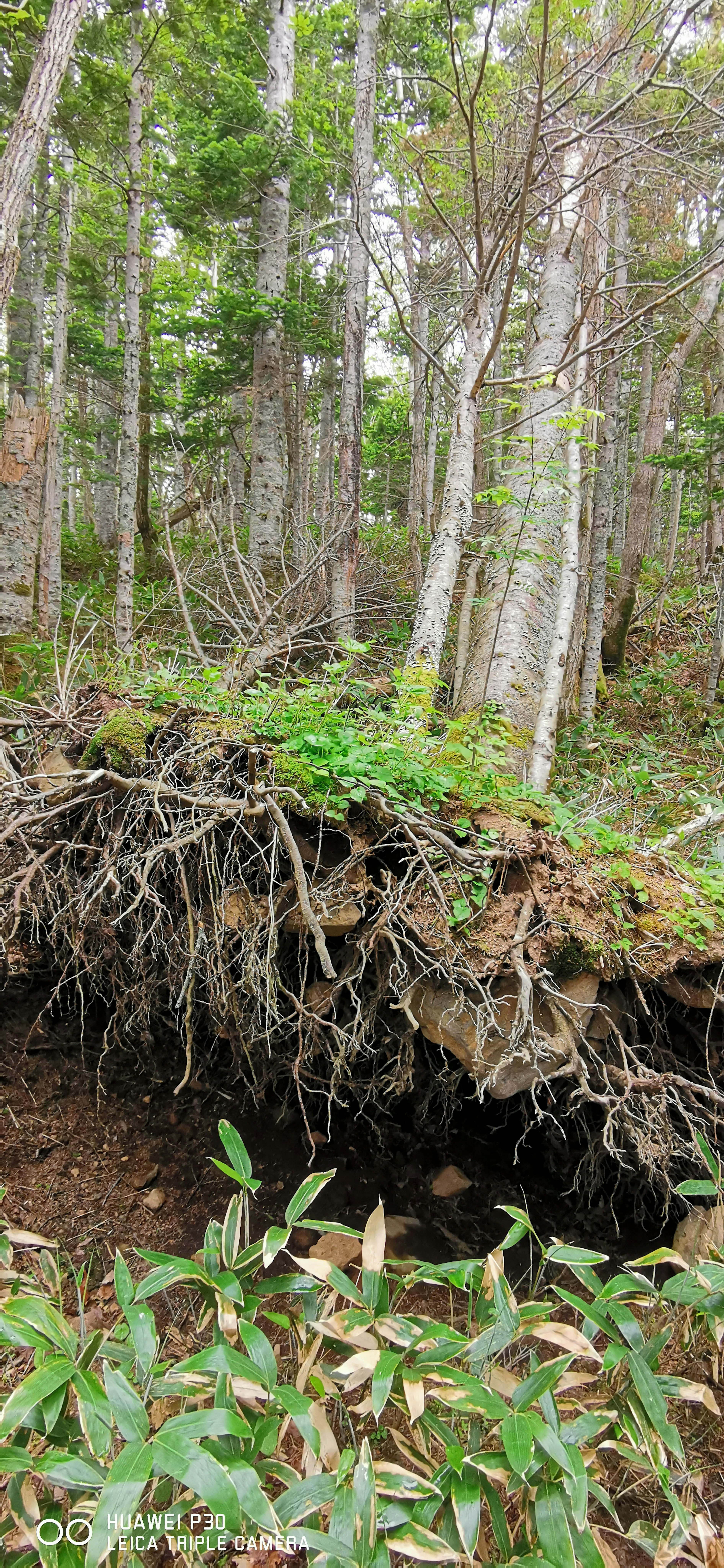 Scène forestière avec des racines d'arbres exposées