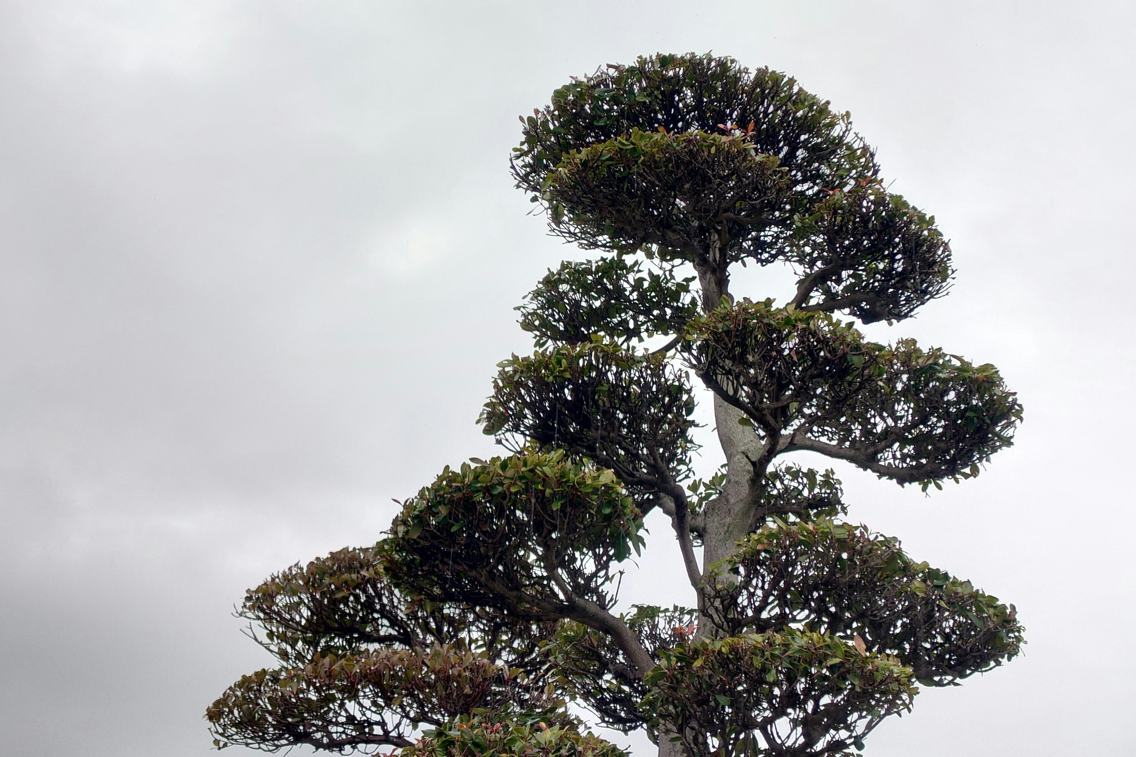 Ein einzigartig geformter Baum steht unter einem grauen Himmel