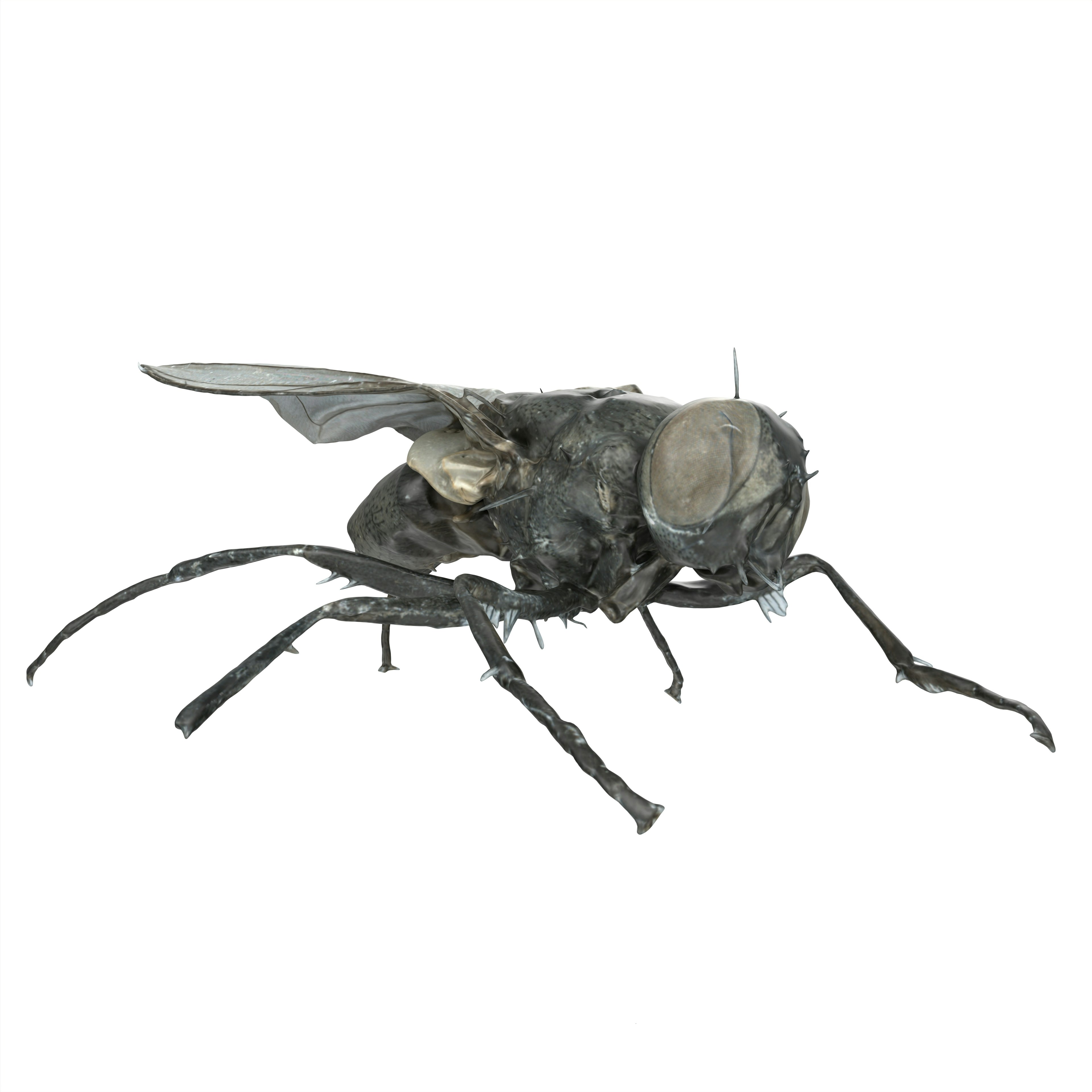 Detailed image of a black fly with a transparent background