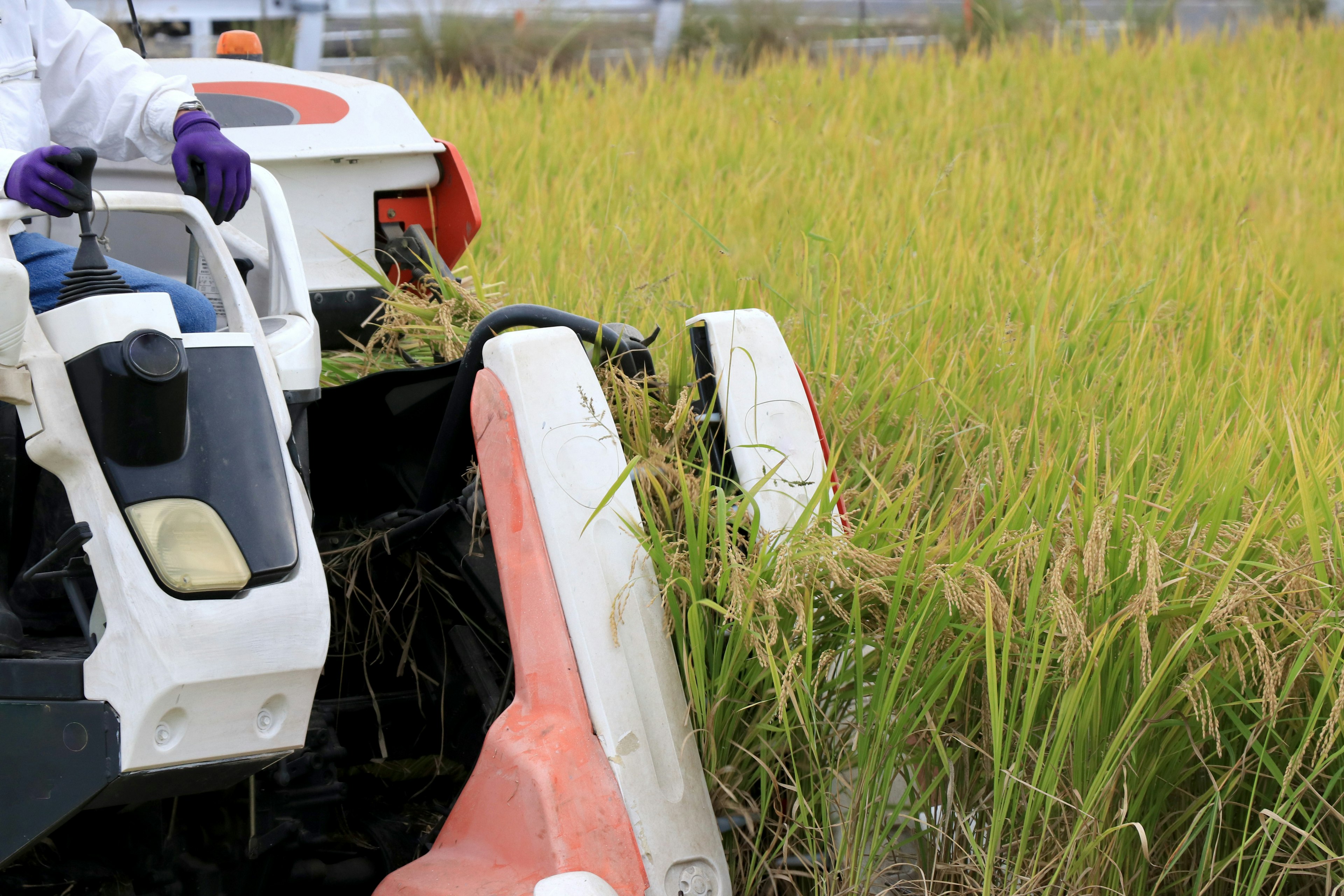 Imagen de una cosechadora de arroz cortando plantas de arroz