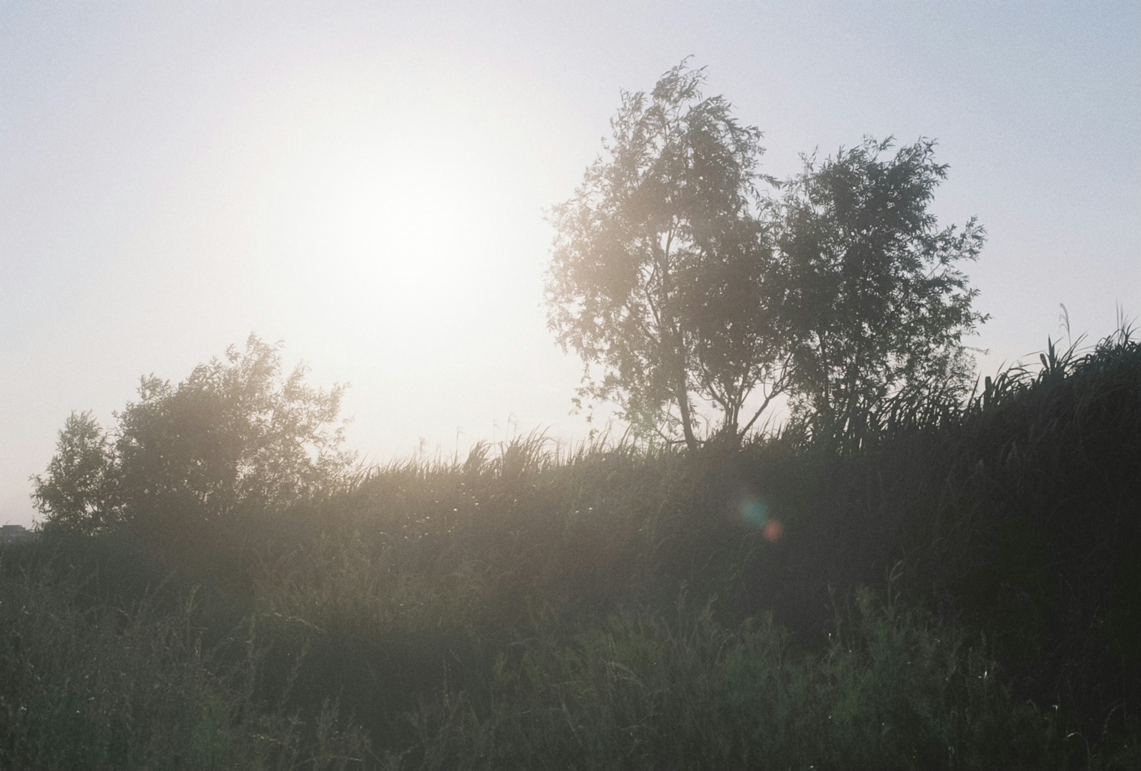 Silhouette of trees against a bright sun in a grassy landscape