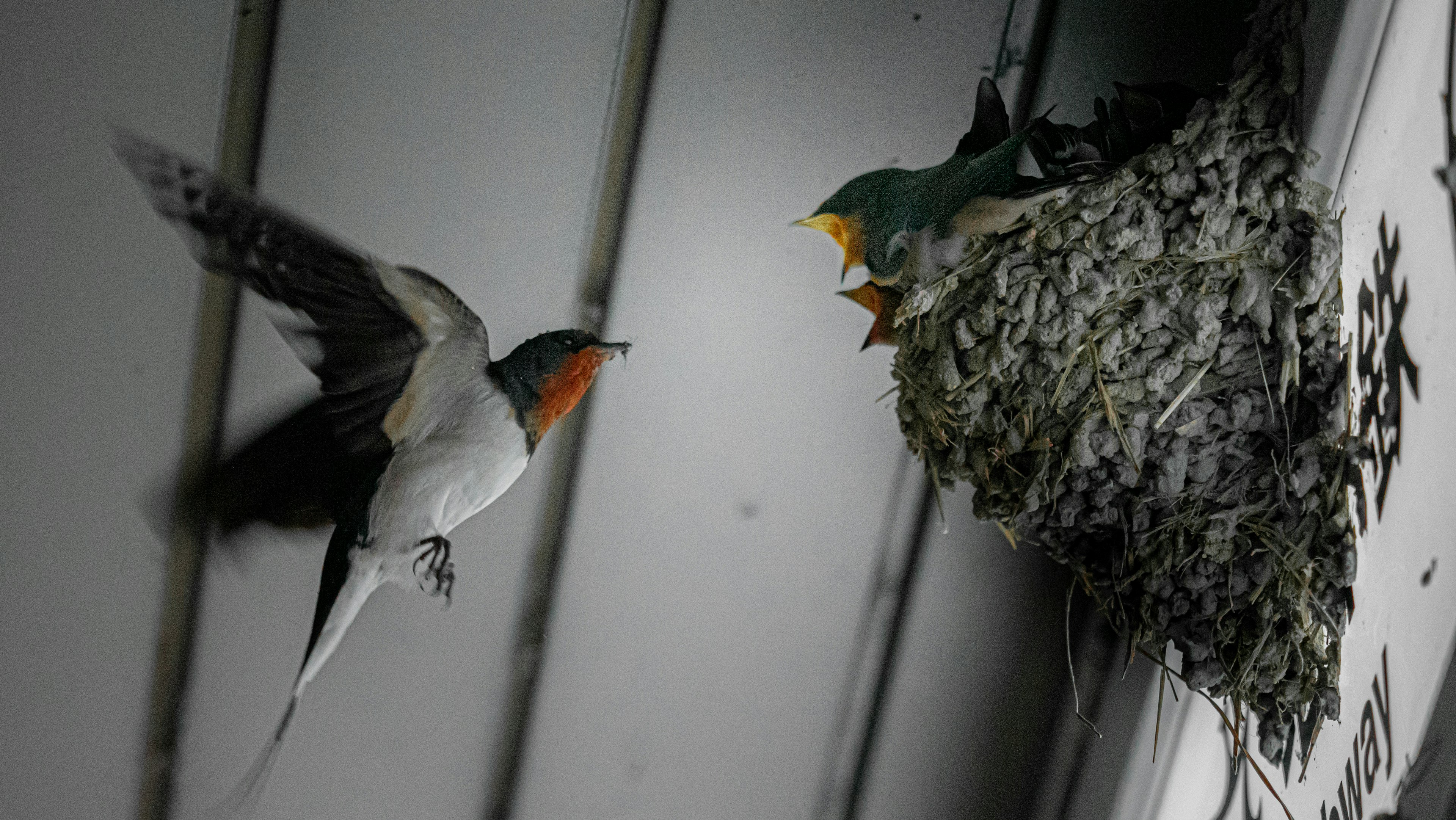 Elternvogel füttert Küken in einem Nest