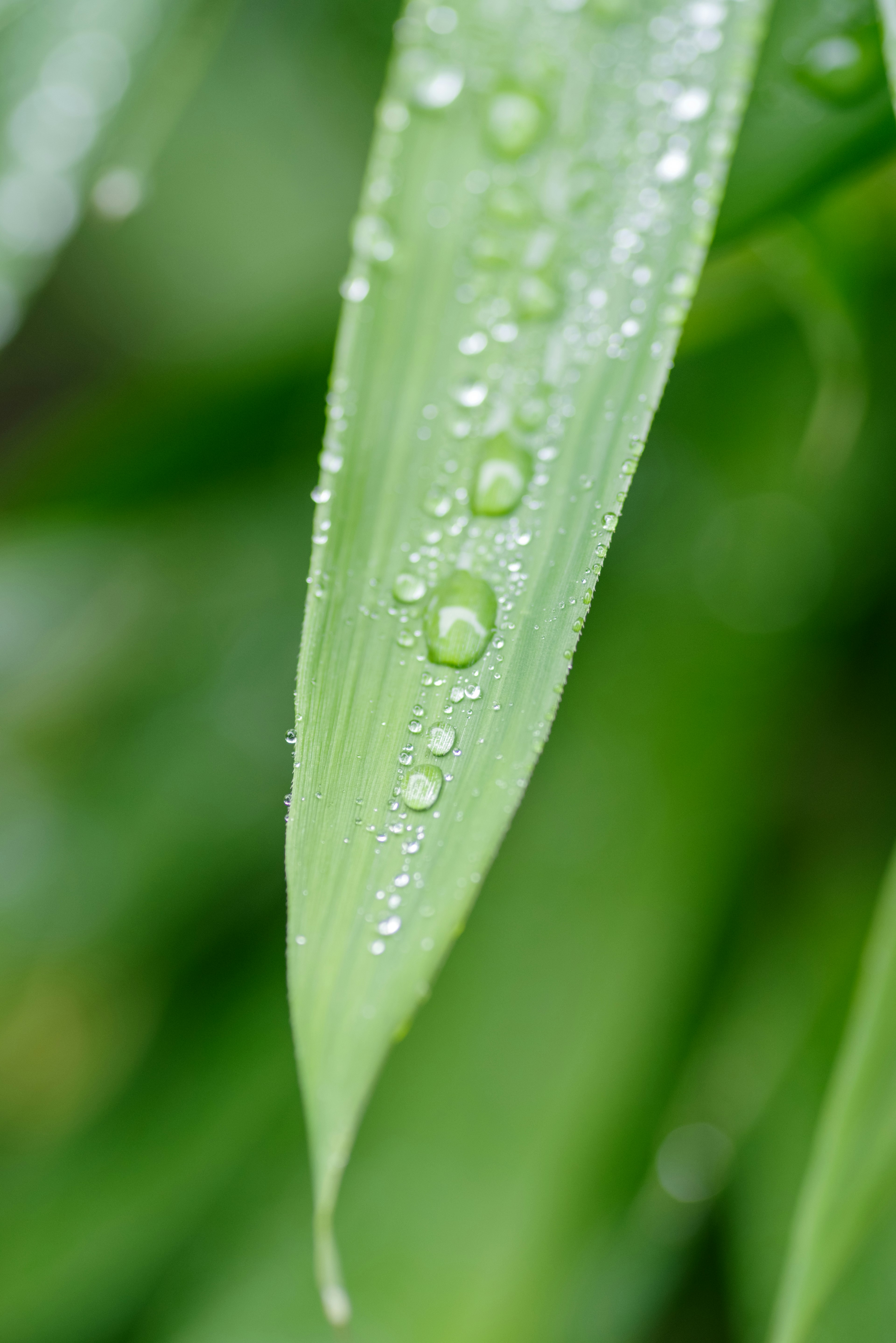 Nahaufnahme eines grünen Blattes mit Wassertropfen