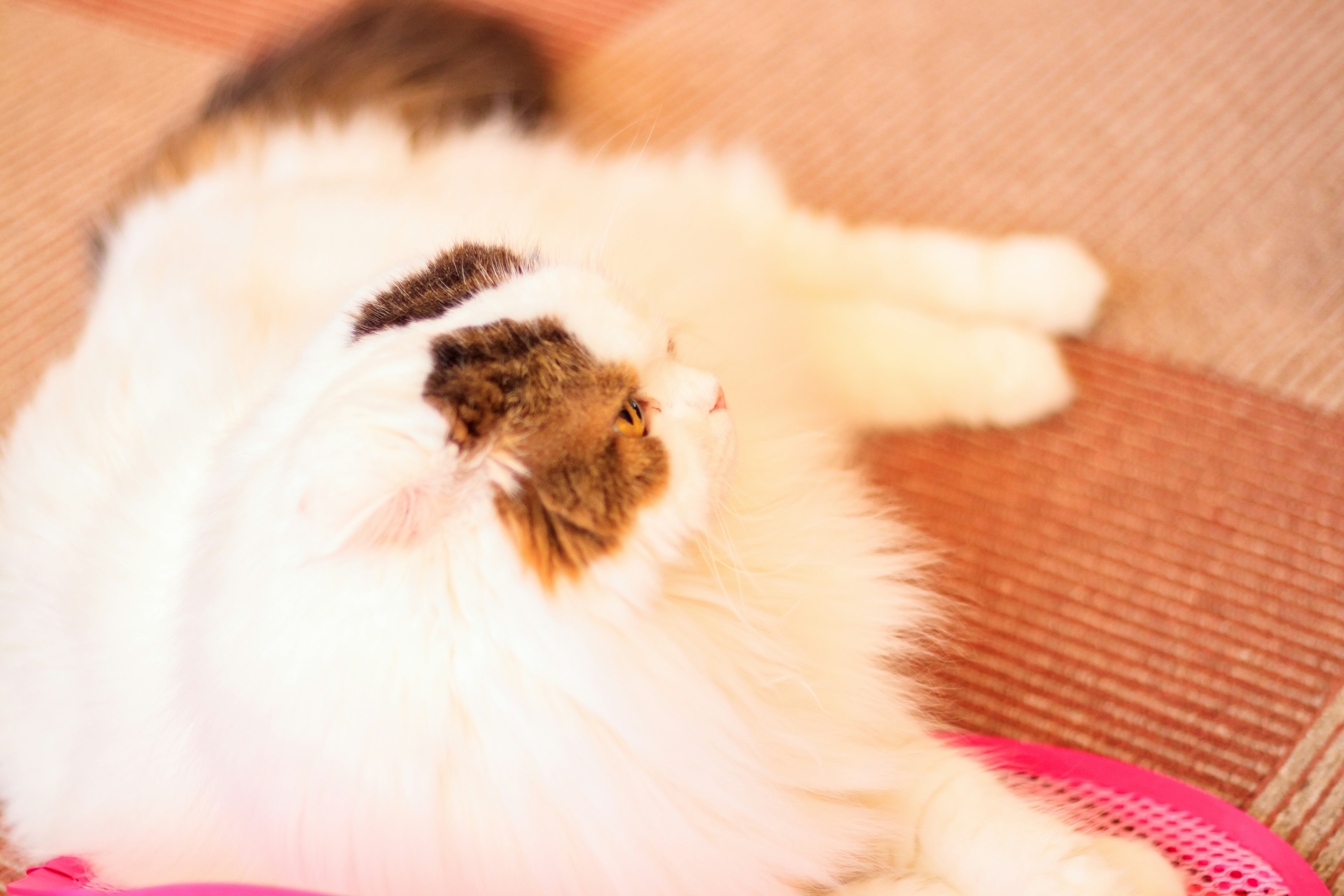 A fluffy white cat lying down with a colorful background featuring a pink rug