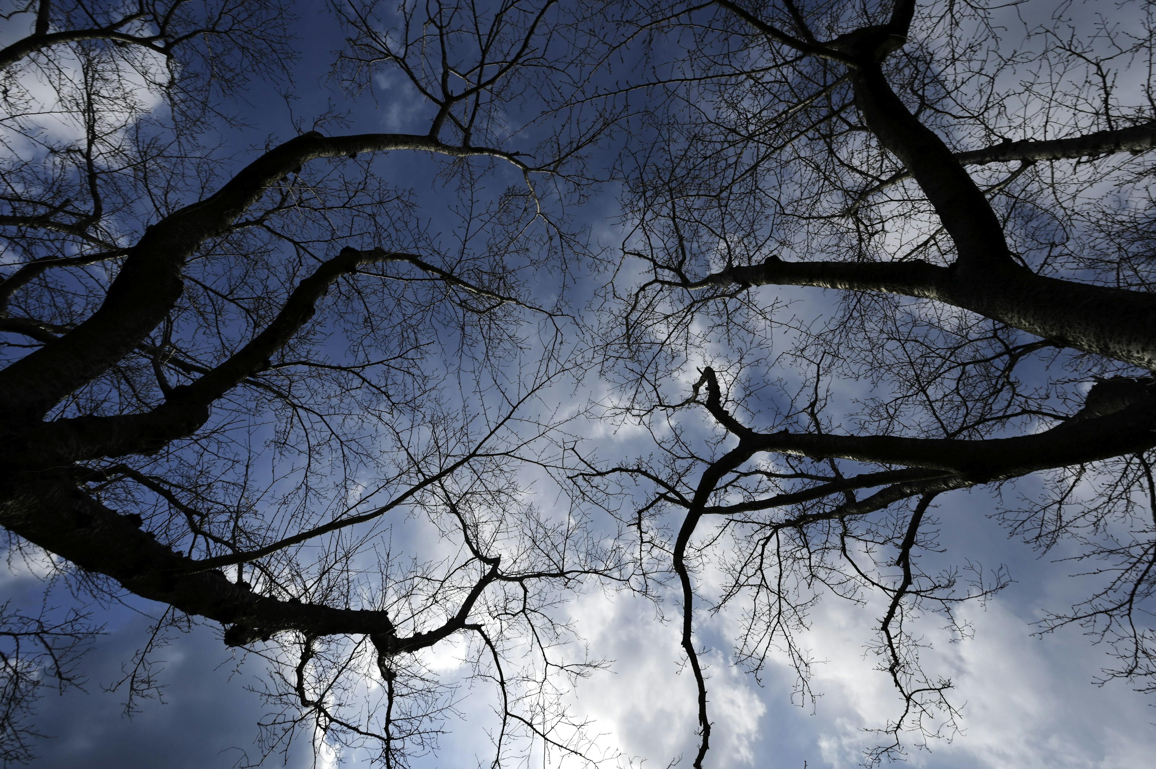 Nackte Baumzweige, die sich gegen einen bewölkten Himmel strecken