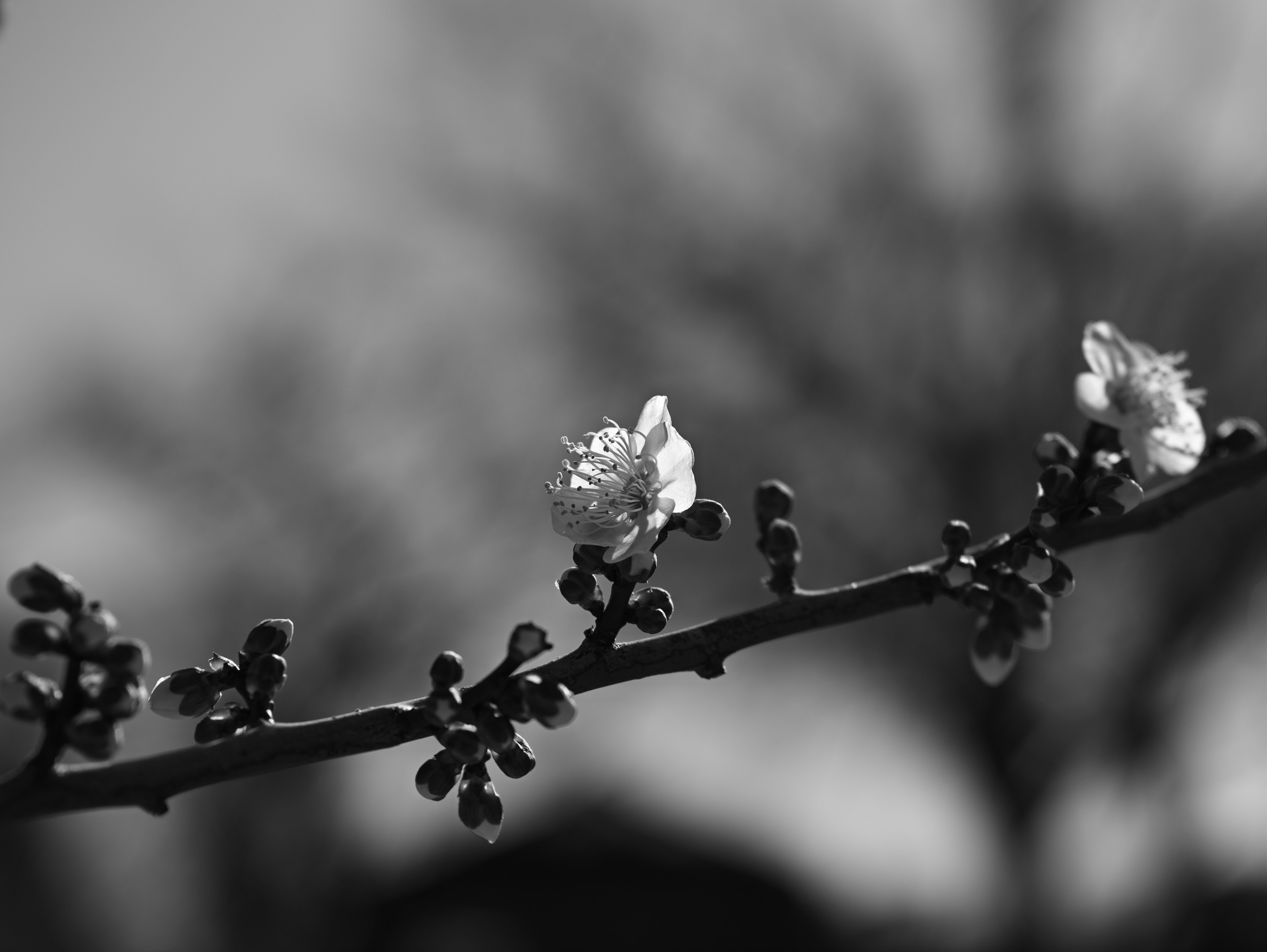 Gros plan de fleurs et de bourgeons sur une branche en noir et blanc