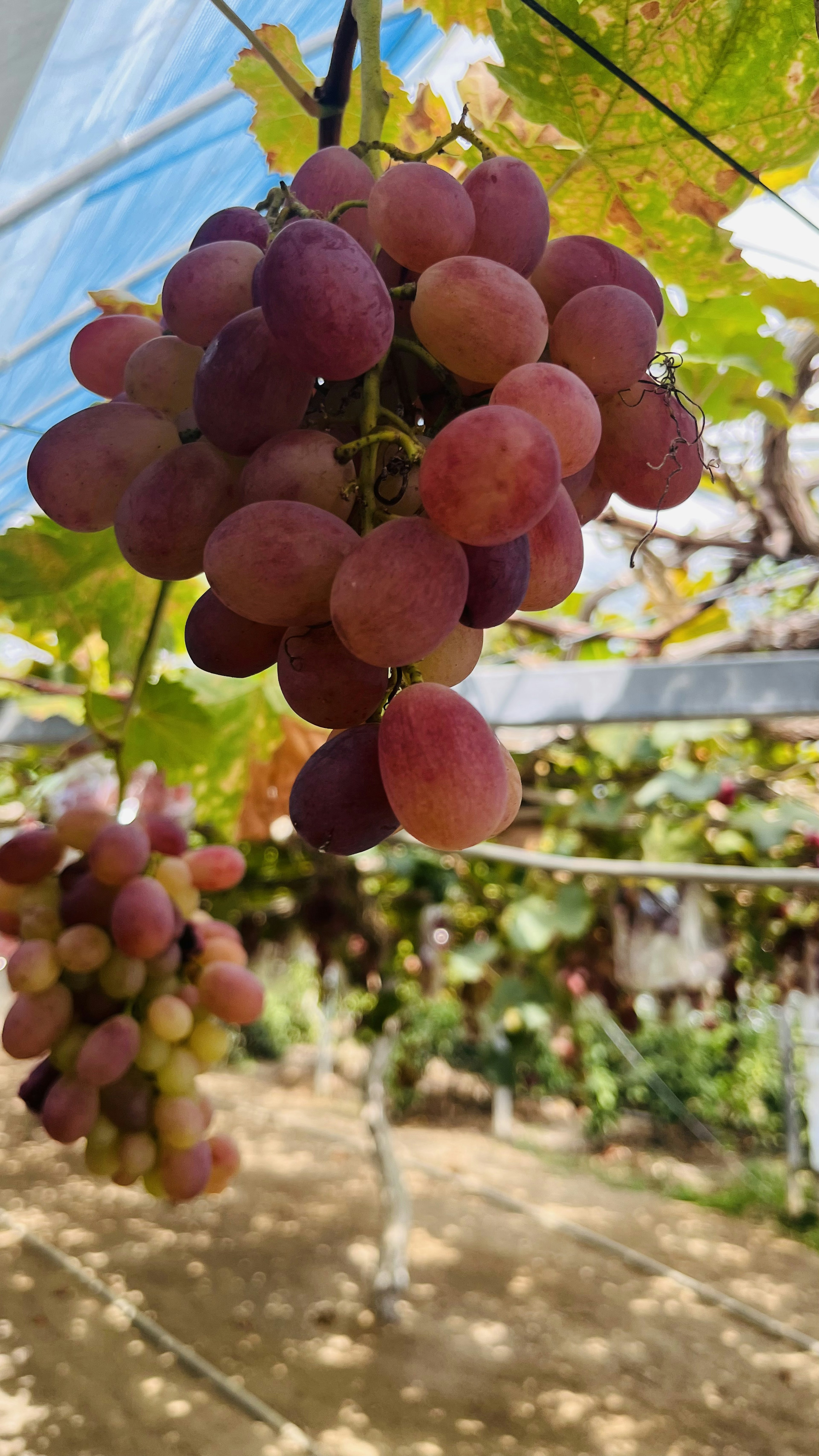 Racimo de uvas moradas colgando en un viñedo