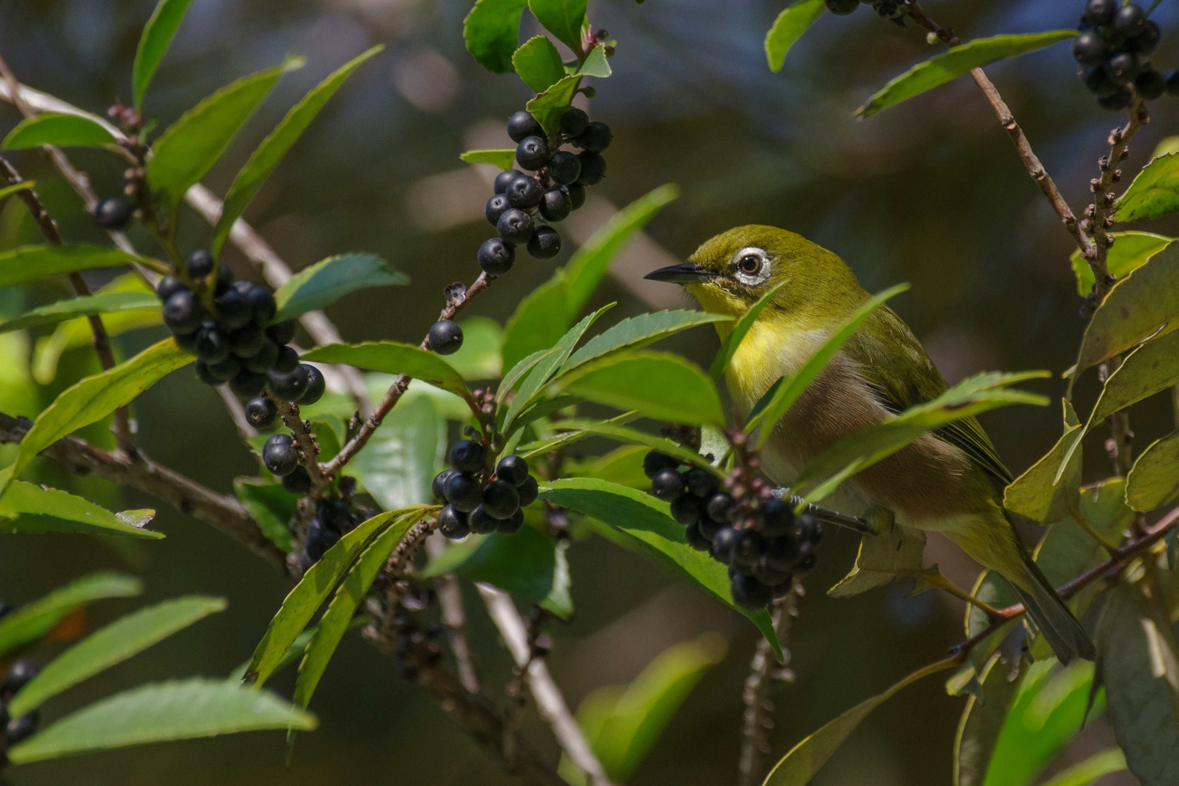 Un uccello verde posato su un ramo con bacche nere