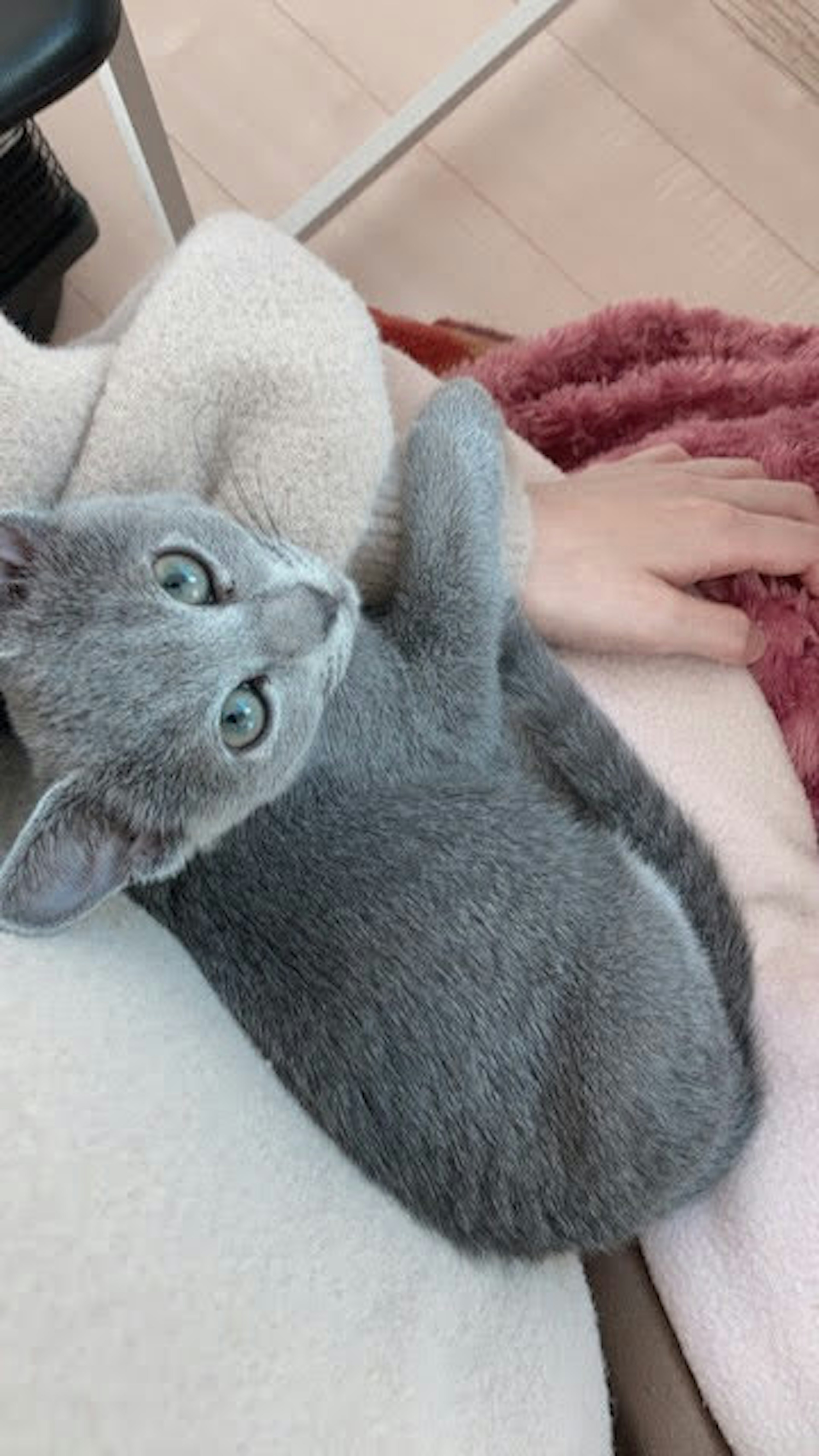 Chat gris allongé sur une couverture avec une main à proximité