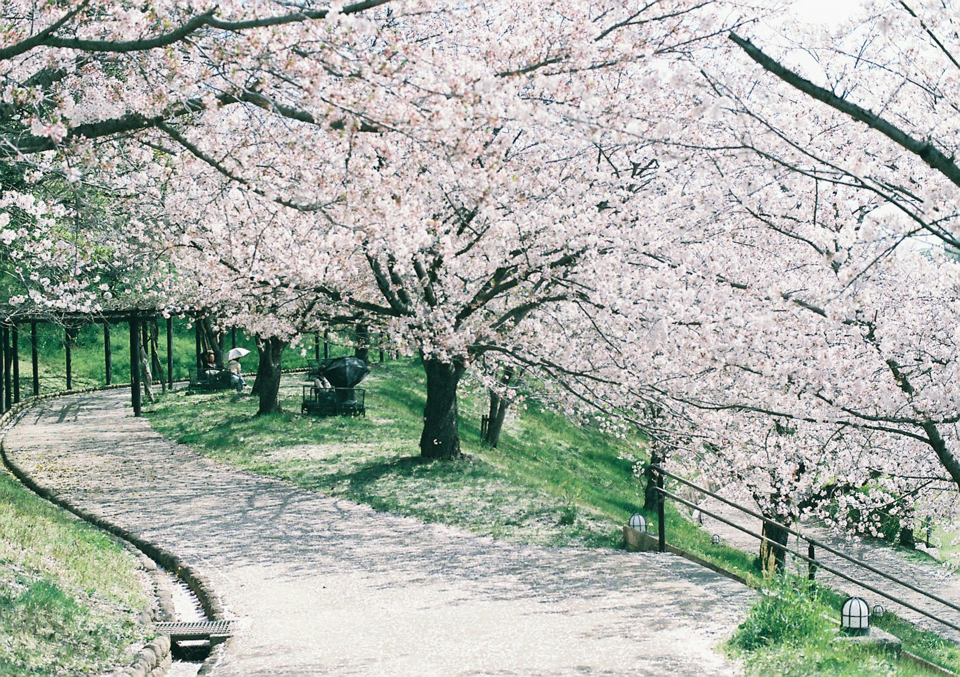 Pathway in a park lined with blooming cherry blossom trees