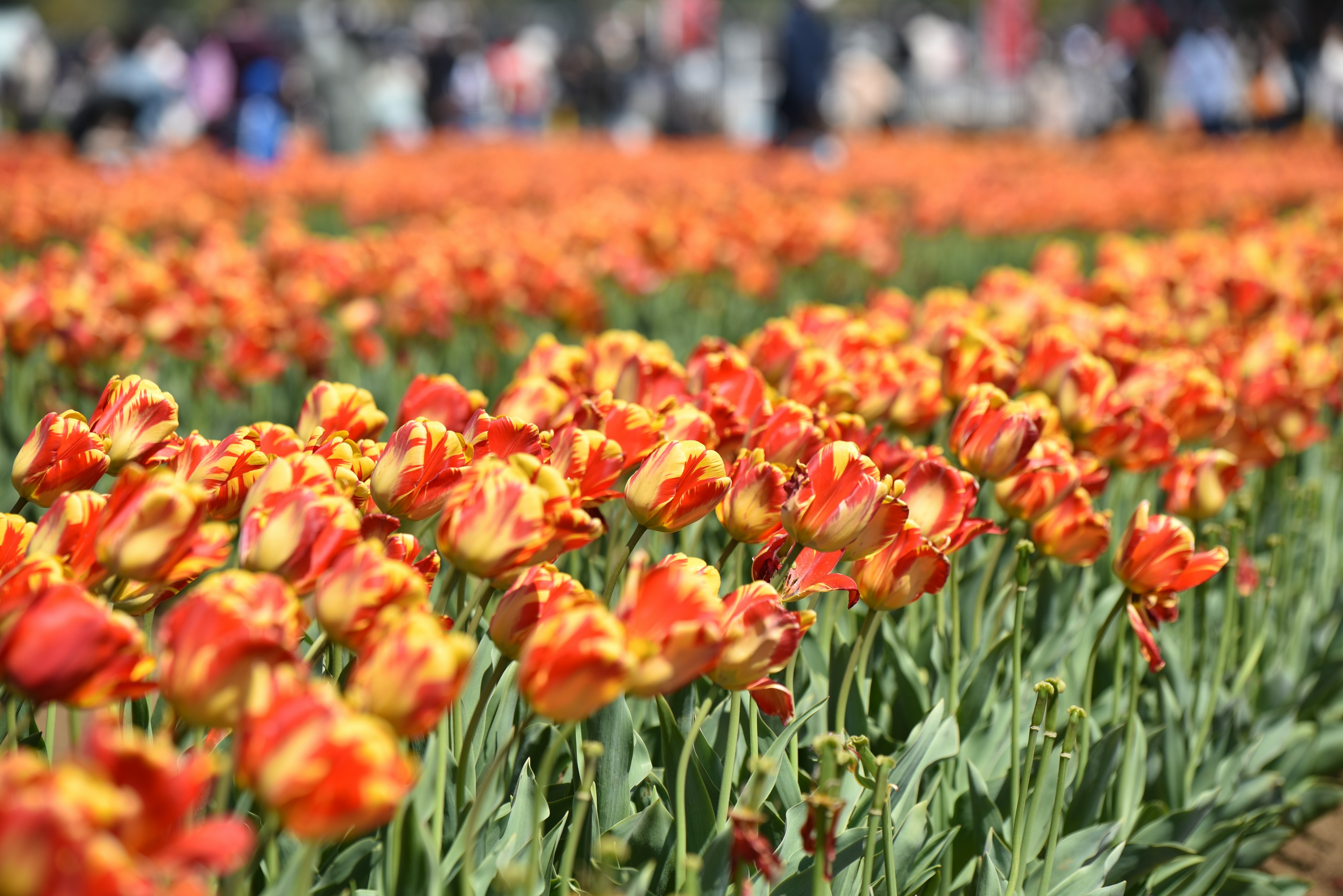 Lebendiges Tulpenfeld mit orangefarbenen und gelben Blumen