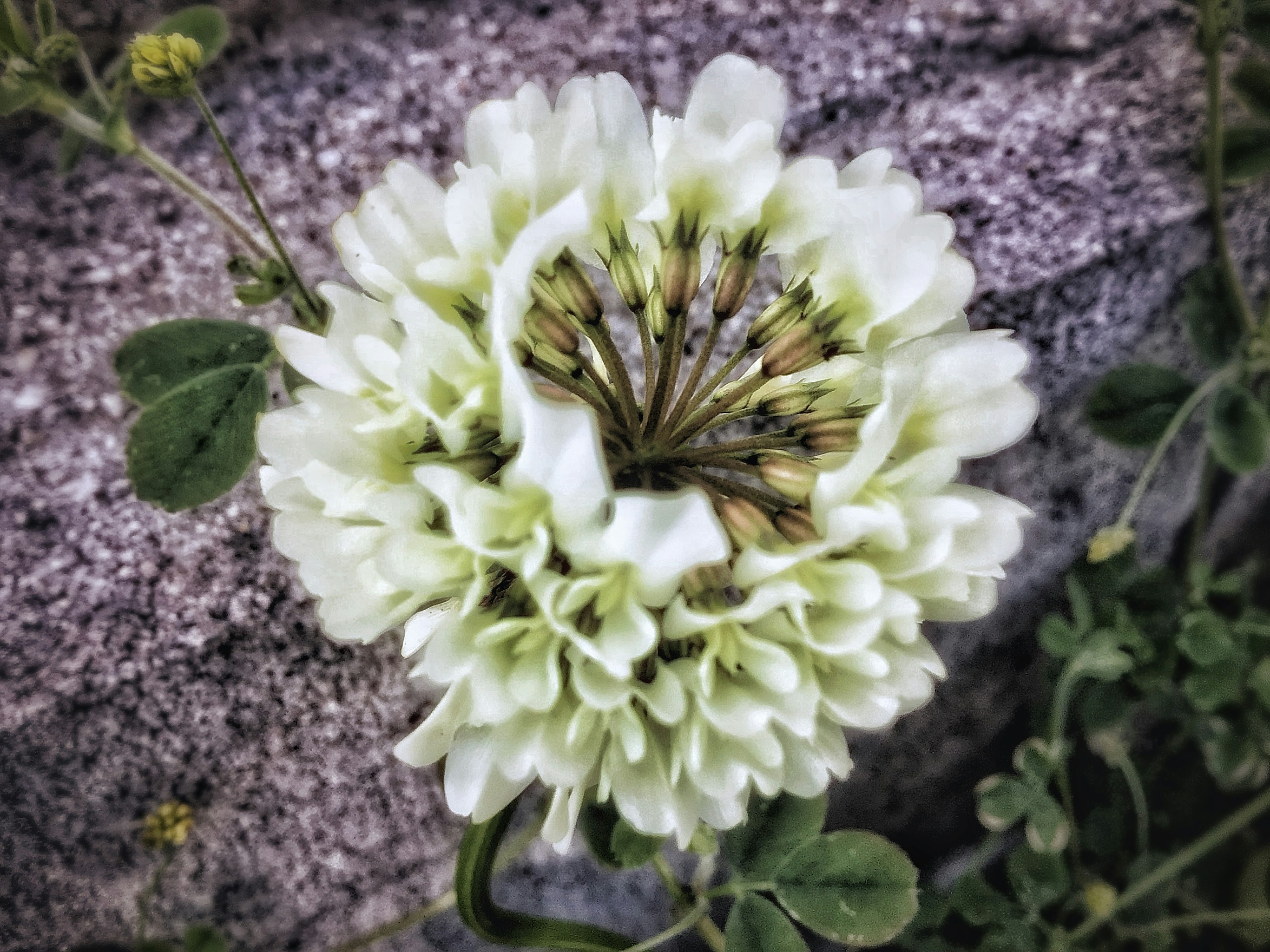 Une fleur blanche fleurissant sur une surface rocheuse