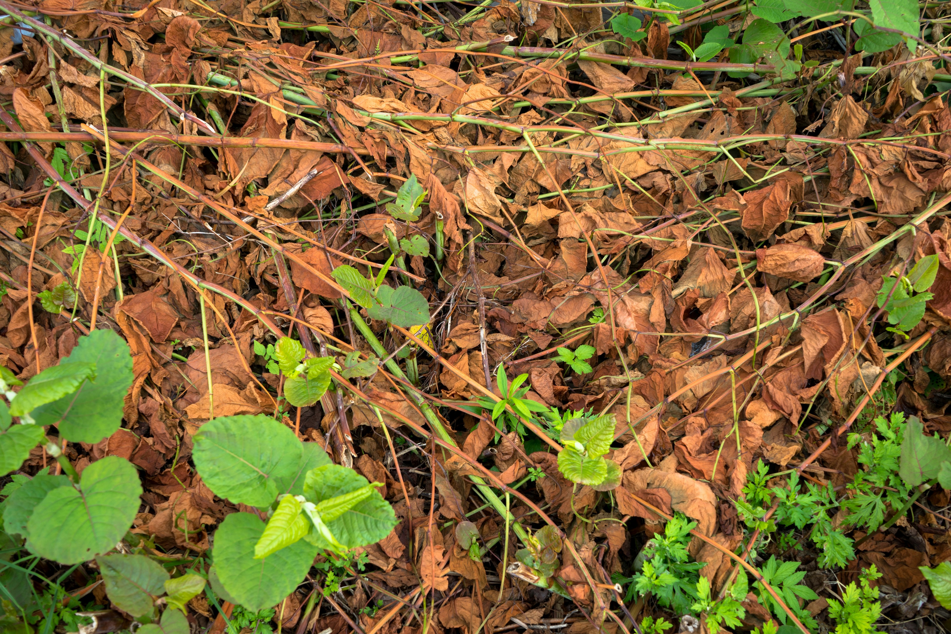 Scène naturelle avec un mélange de feuilles brunes et de plantes vertes