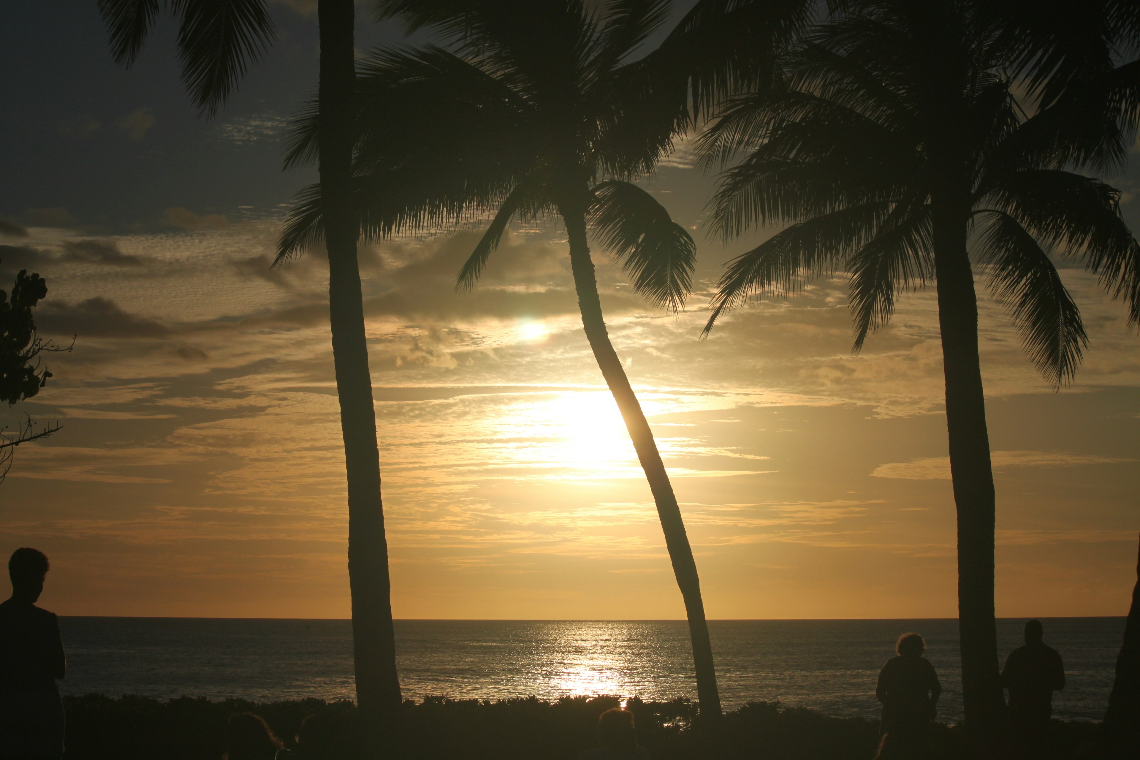 Silhouette of palm trees against a sunset over the ocean