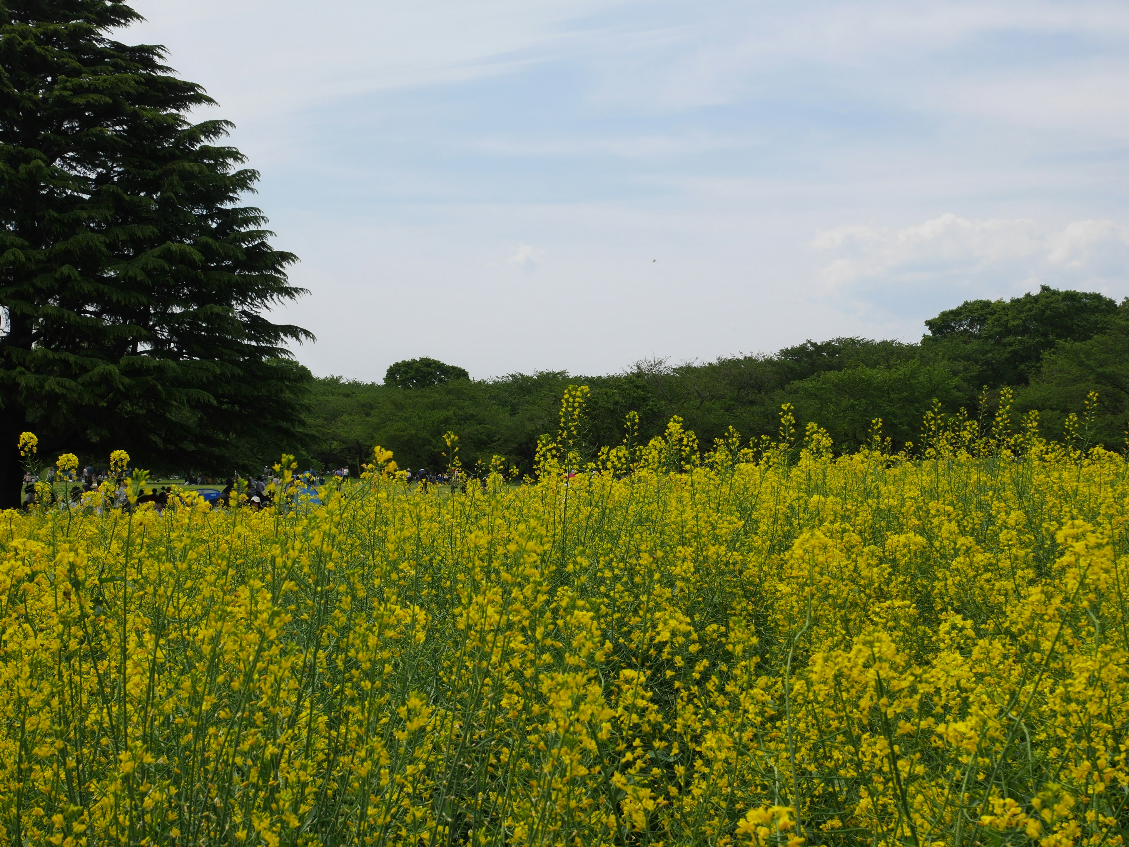 广阔的黄色油菜花田和背景中的绿色树木