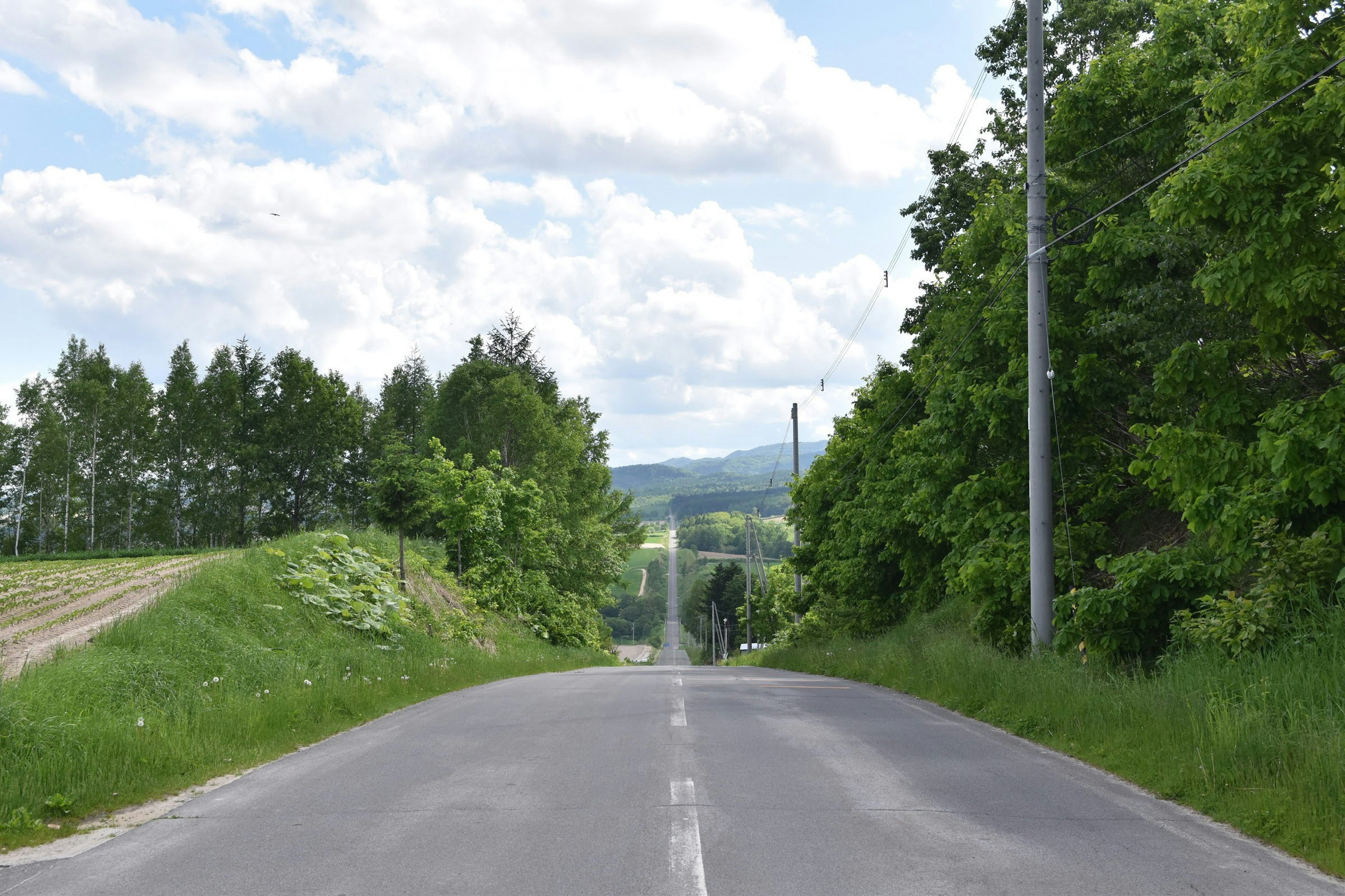 被郁郁蔥蔥的綠樹環繞的道路風景