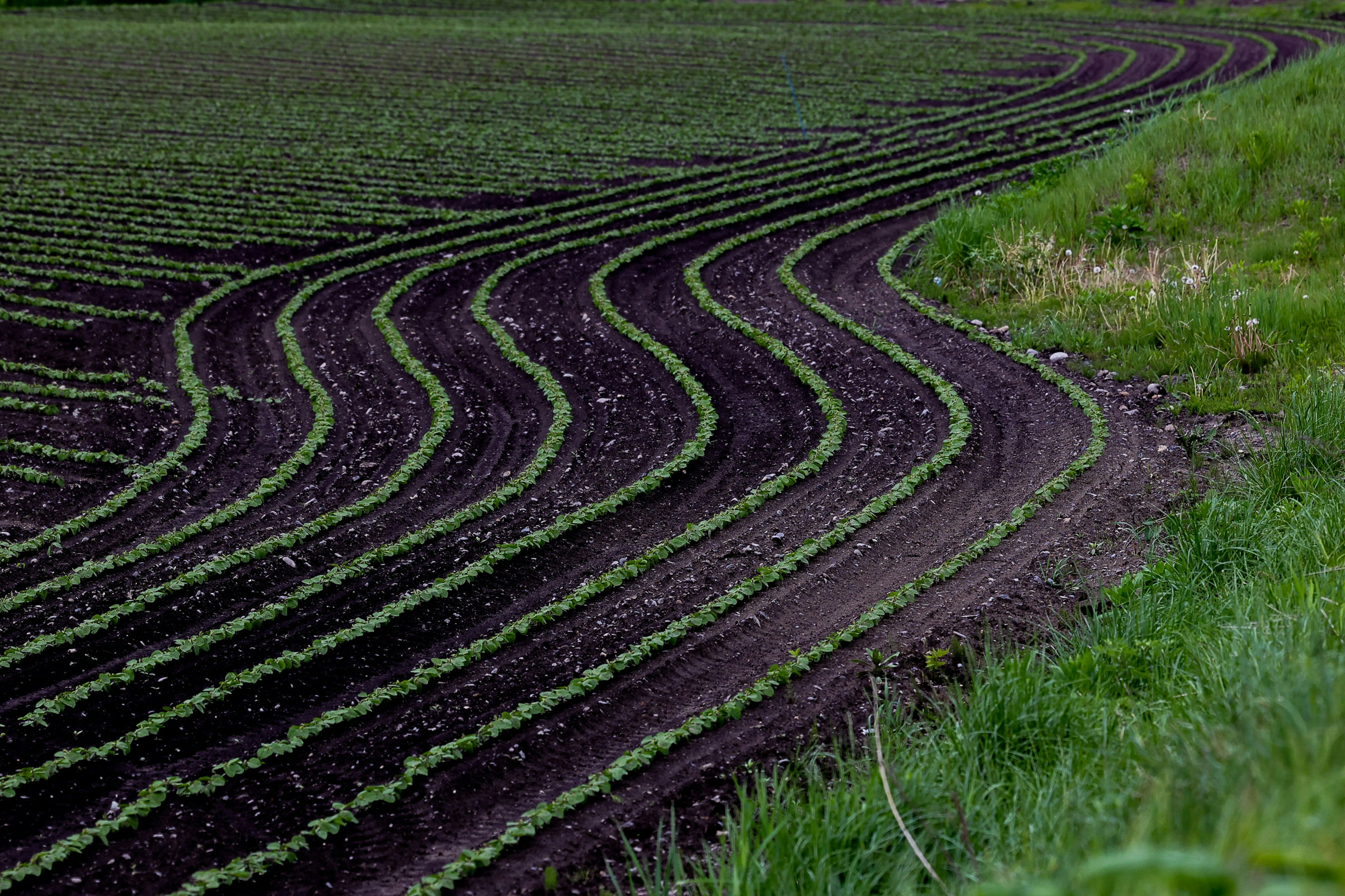 Krumme Reihen grüner Pflanzen in einem dunklen Feld