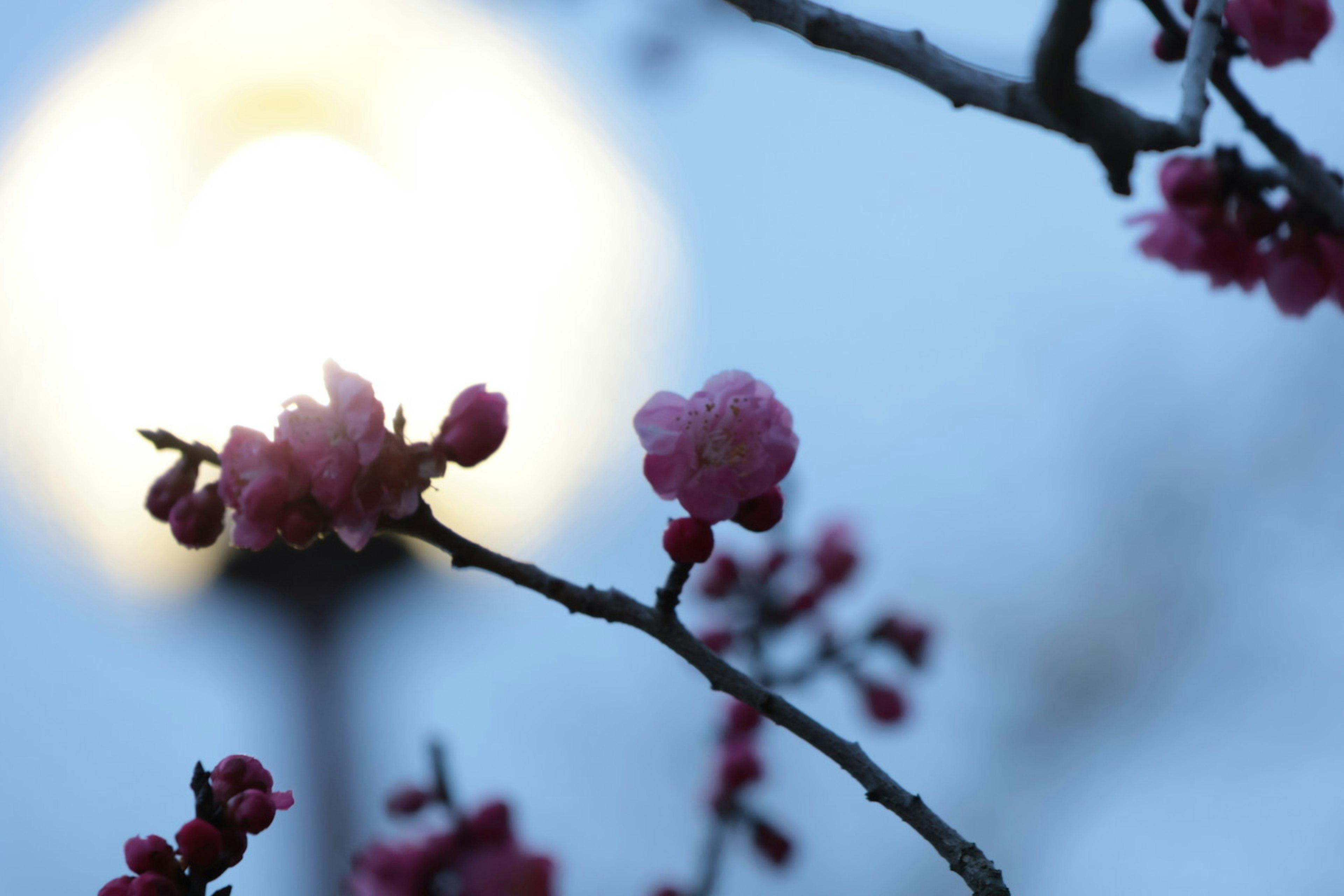 粉色花朵在昏暗背景中綻放，伴隨柔和光線