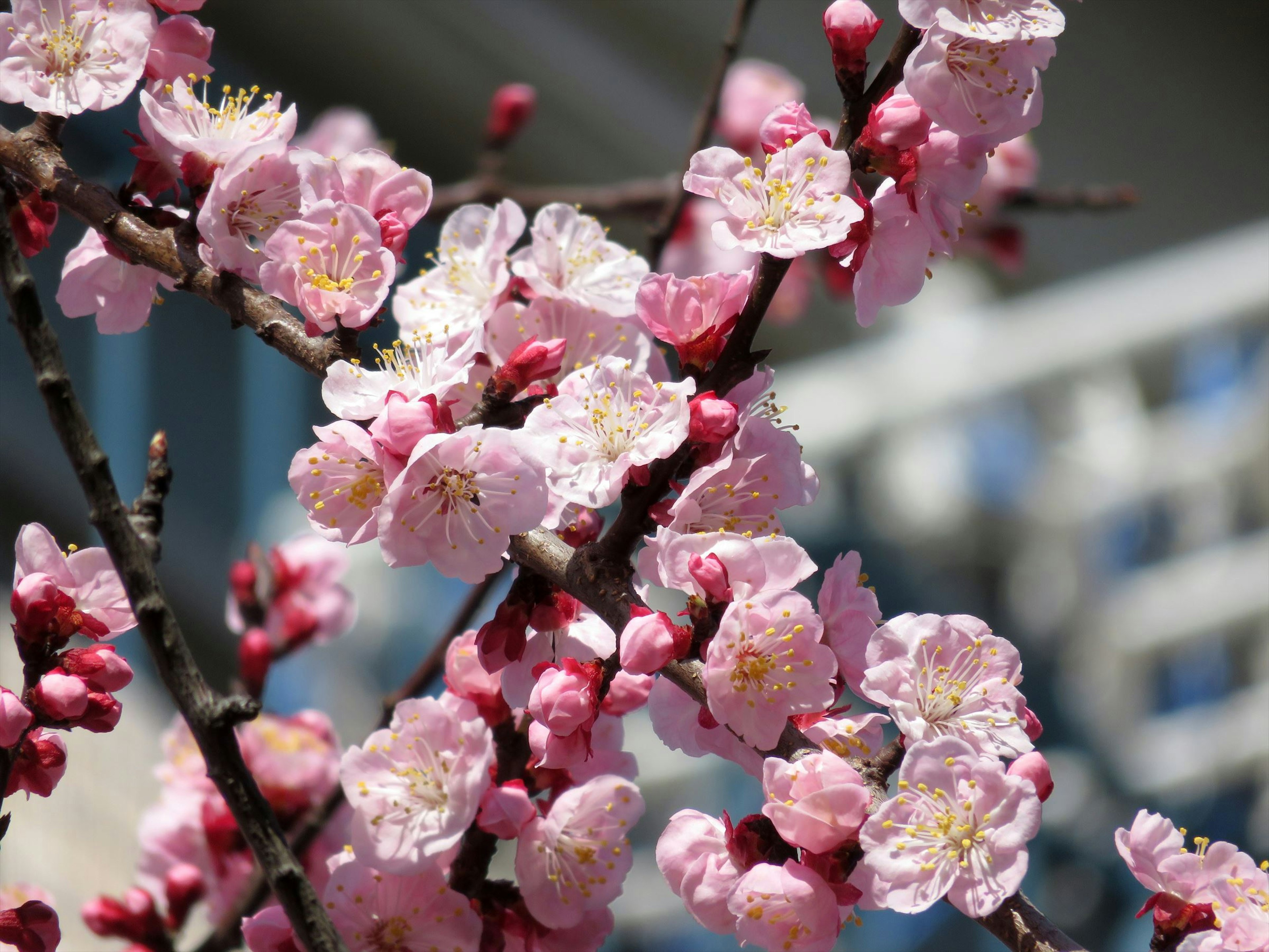 Ein Zweig mit rosa Kirschblüten vor einem verschwommenen blauen Gebäude im Hintergrund