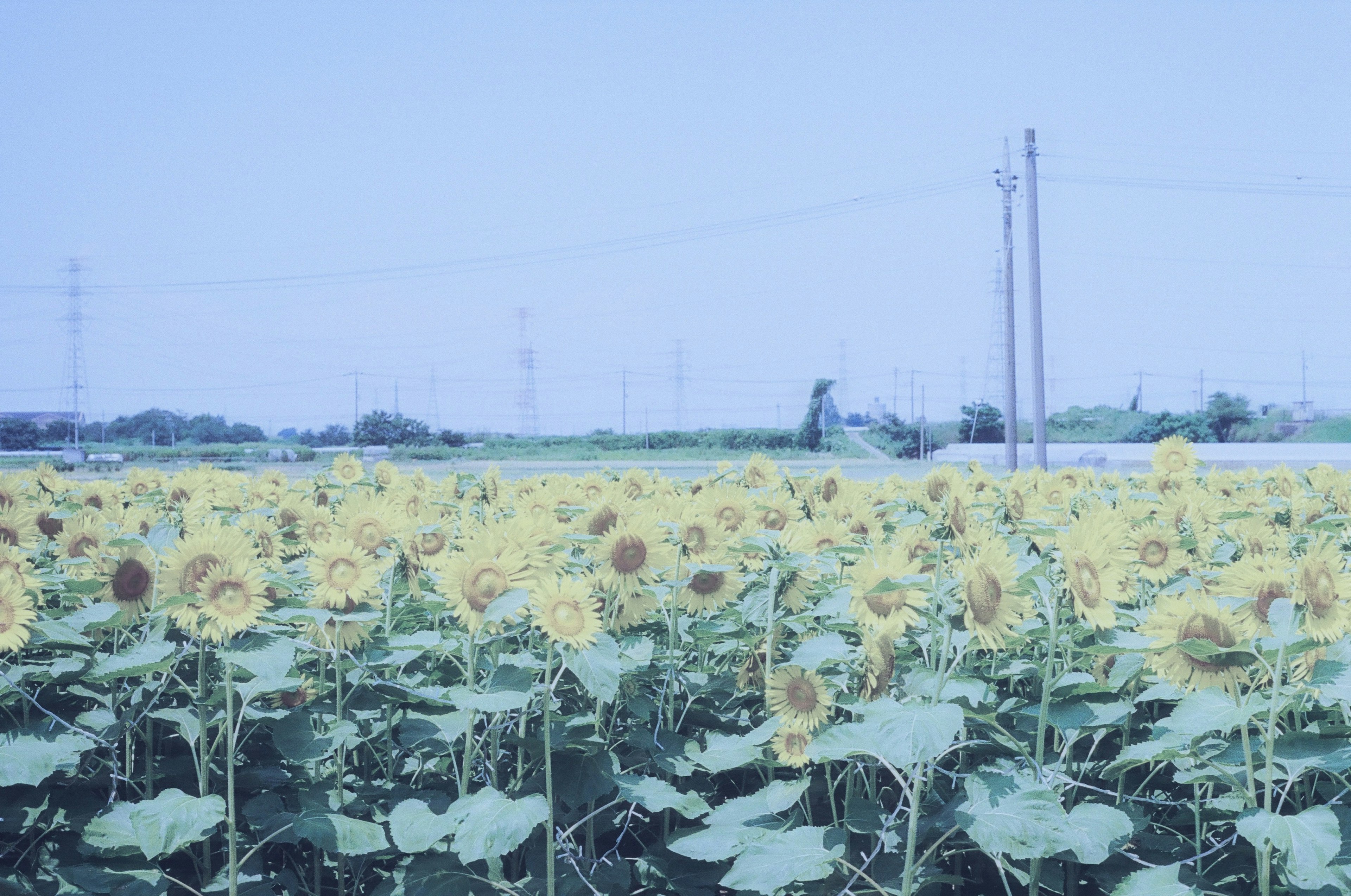 Sunflower field under a blue sky with power lines