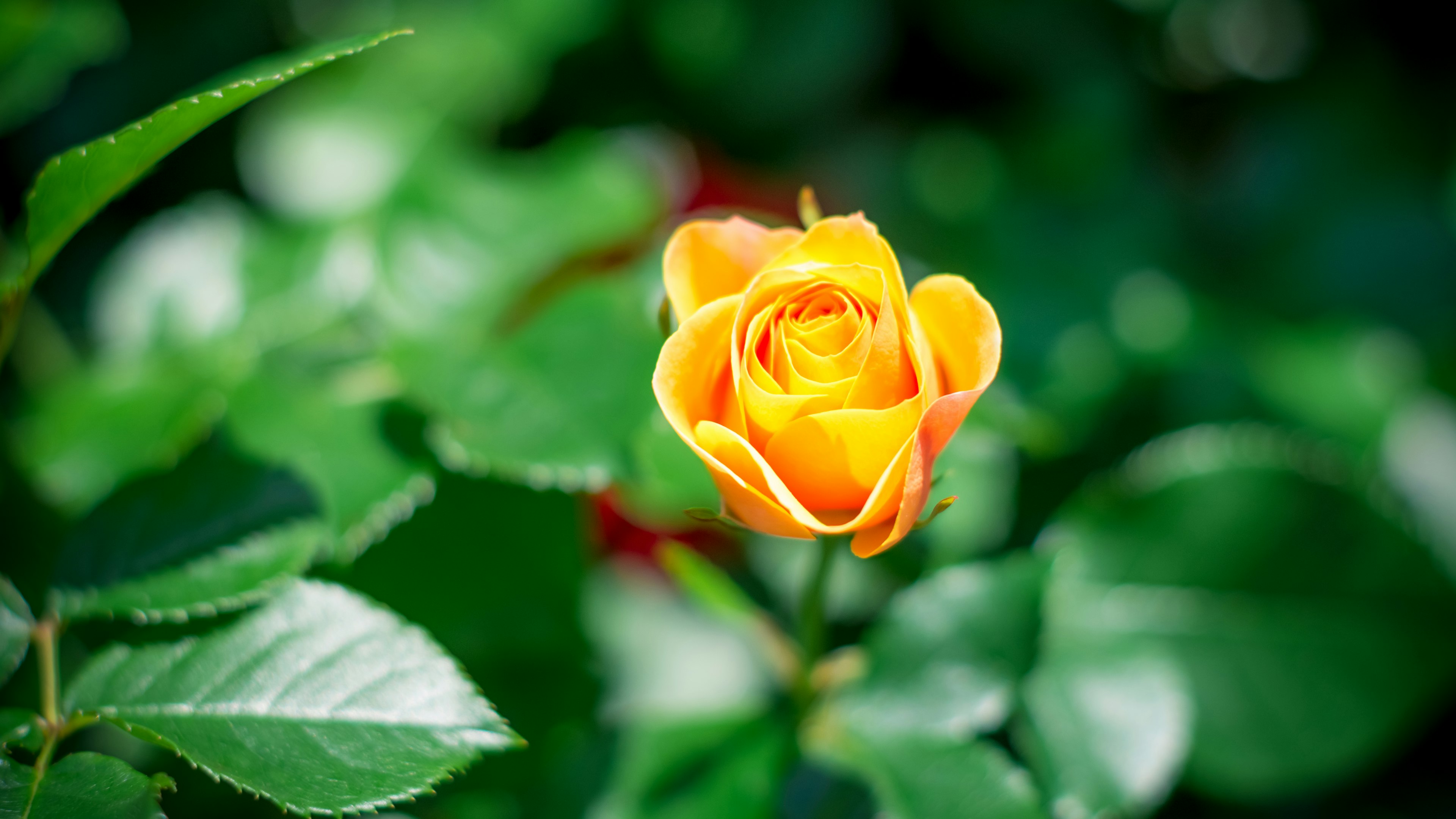 Lebendige orange Rose umgeben von grünen Blättern