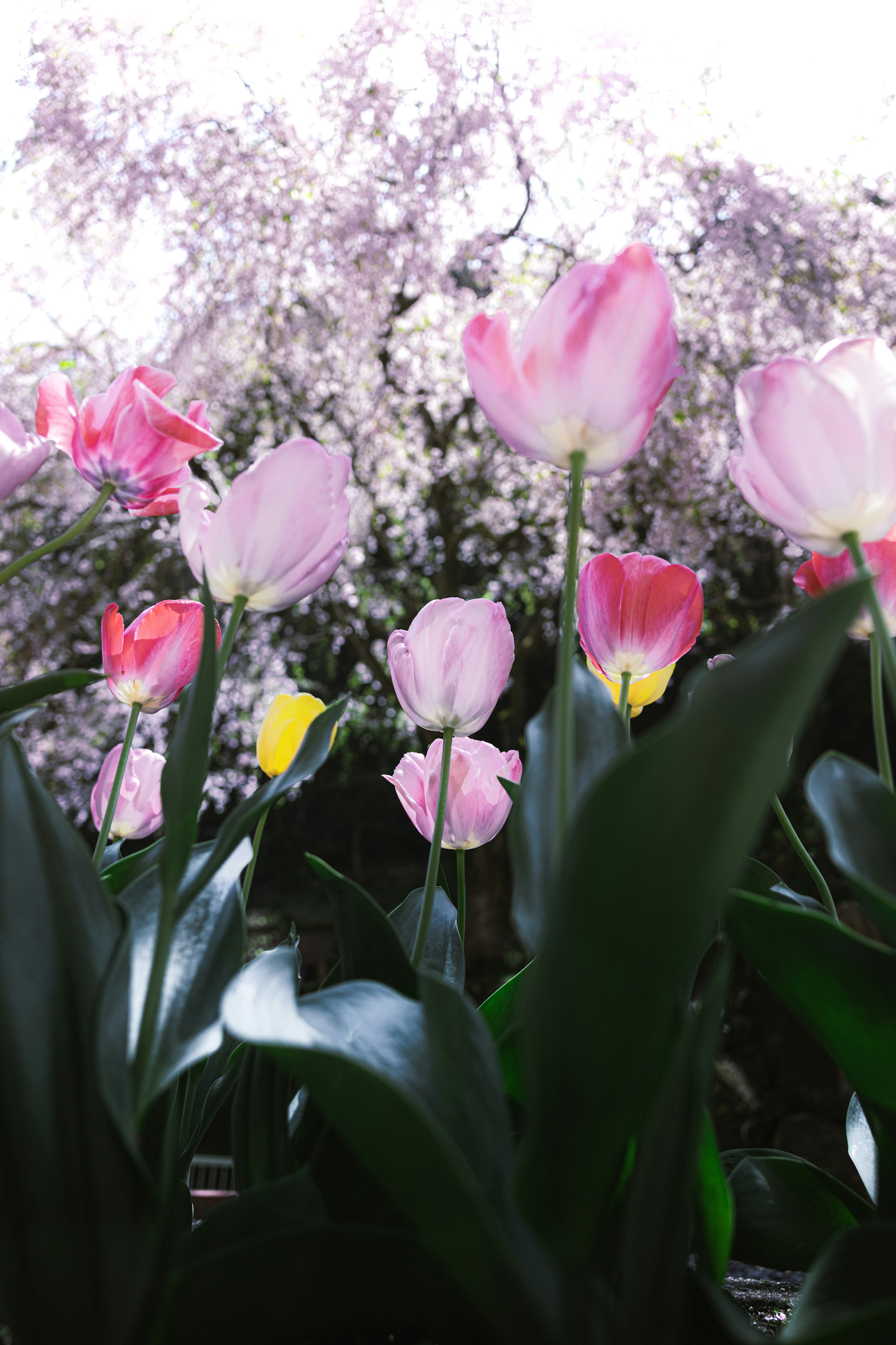 Tulipani colorati che fioriscono in un giardino