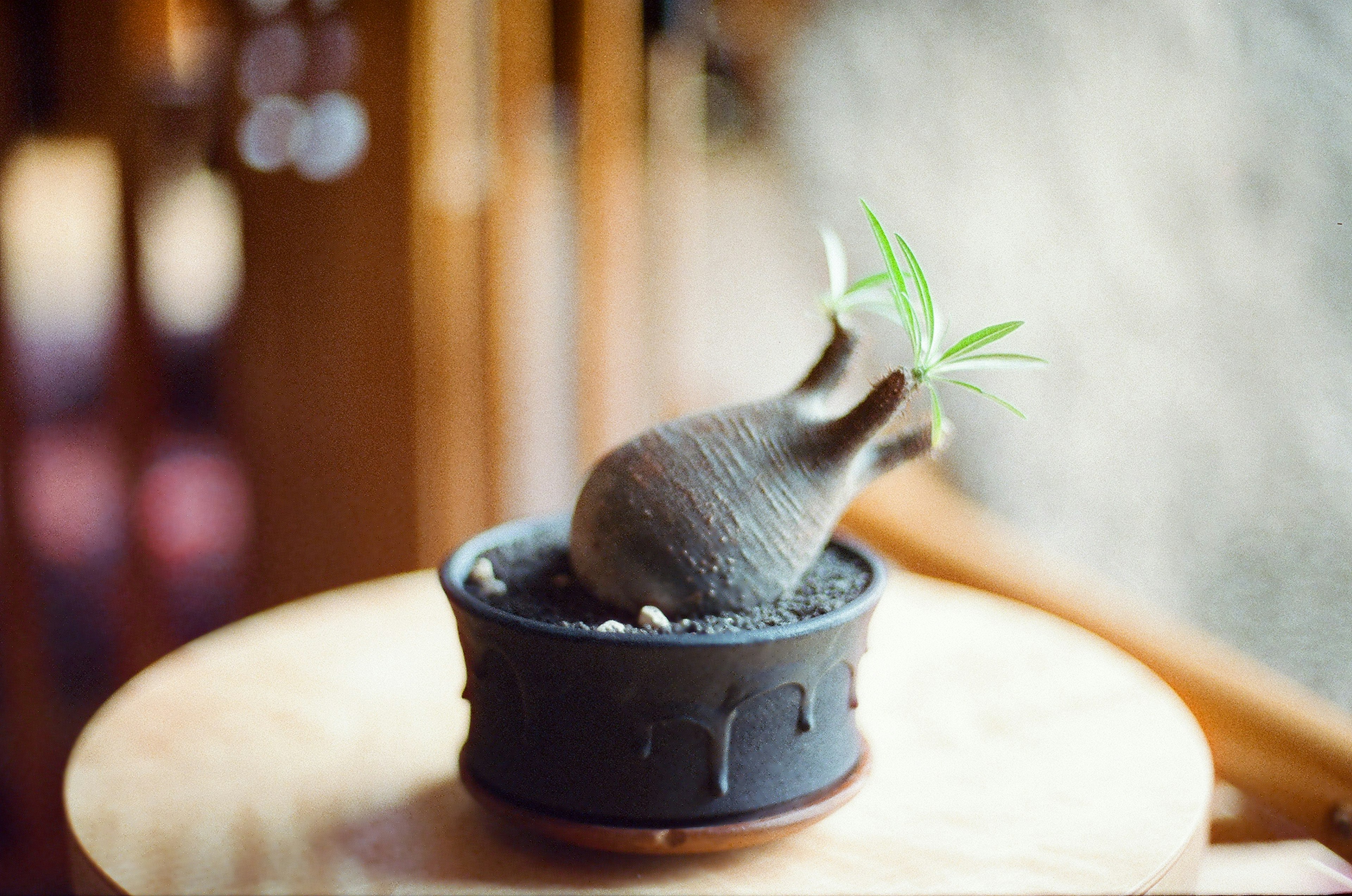 茶色の陶器の鉢に植えられた小さな緑の植物がある