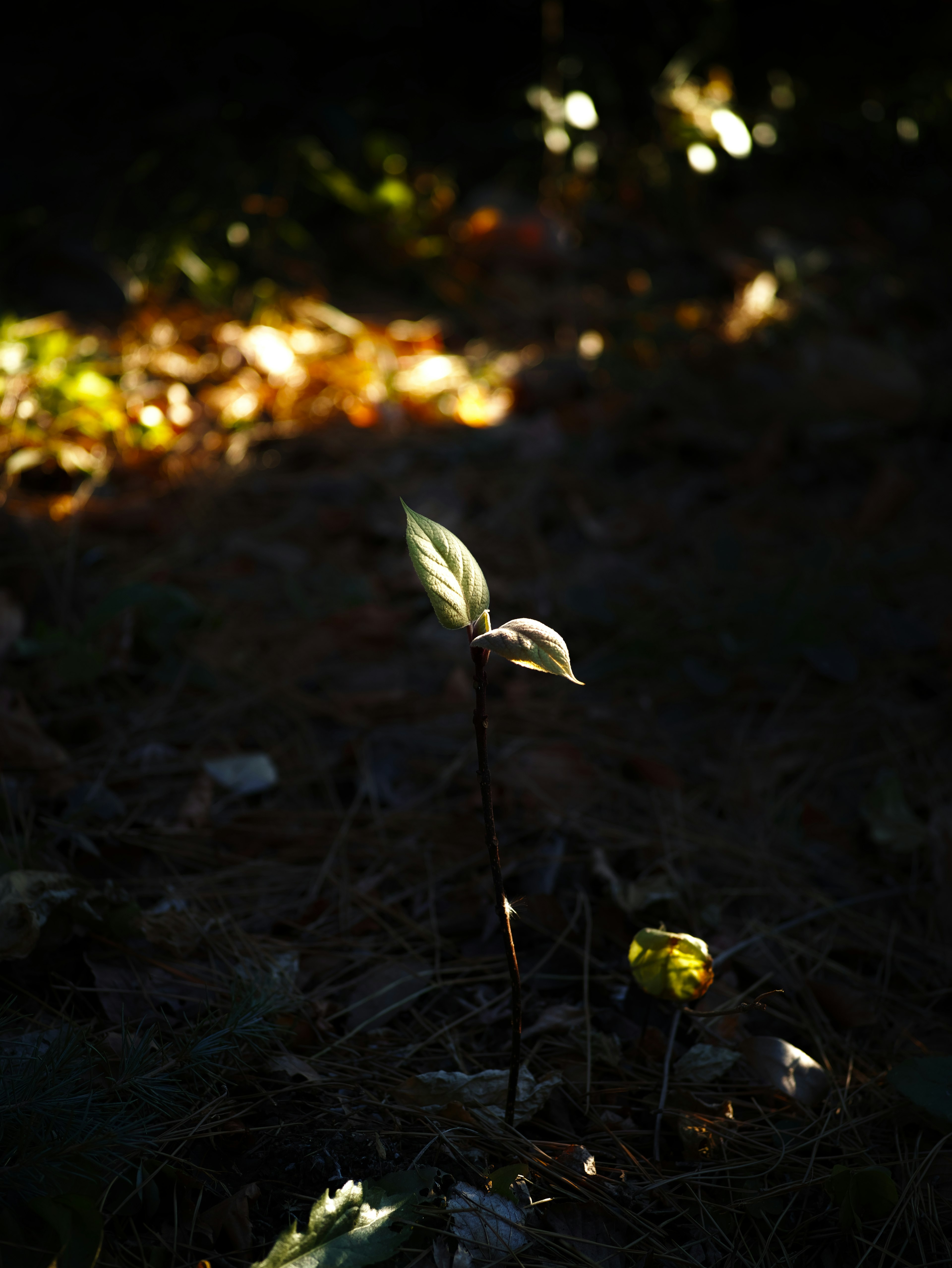 Una piccola pianta verde e un fiore giallo su uno sfondo scuro nella natura