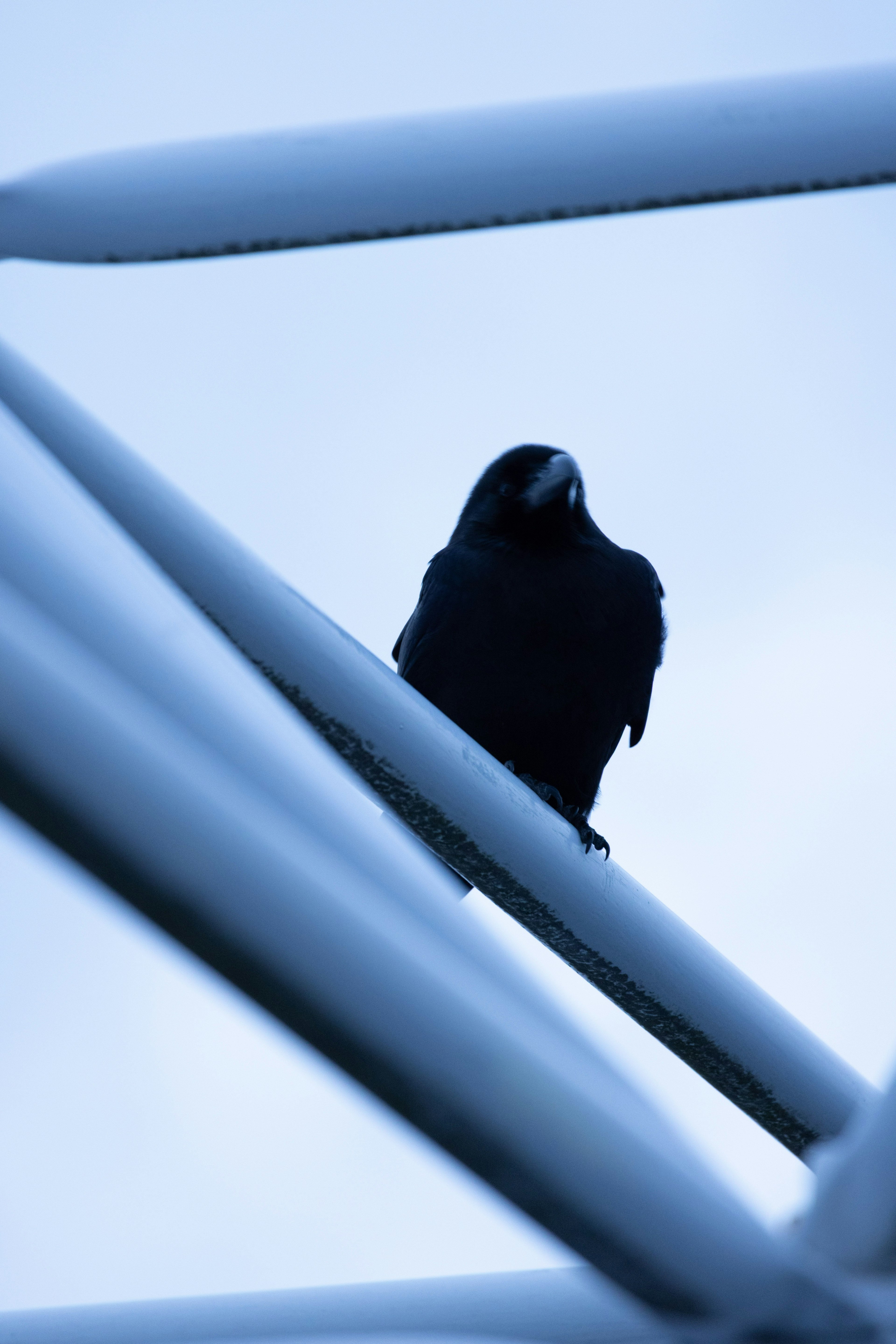 Un cuervo negro posado entre estructuras blancas contra un fondo azul