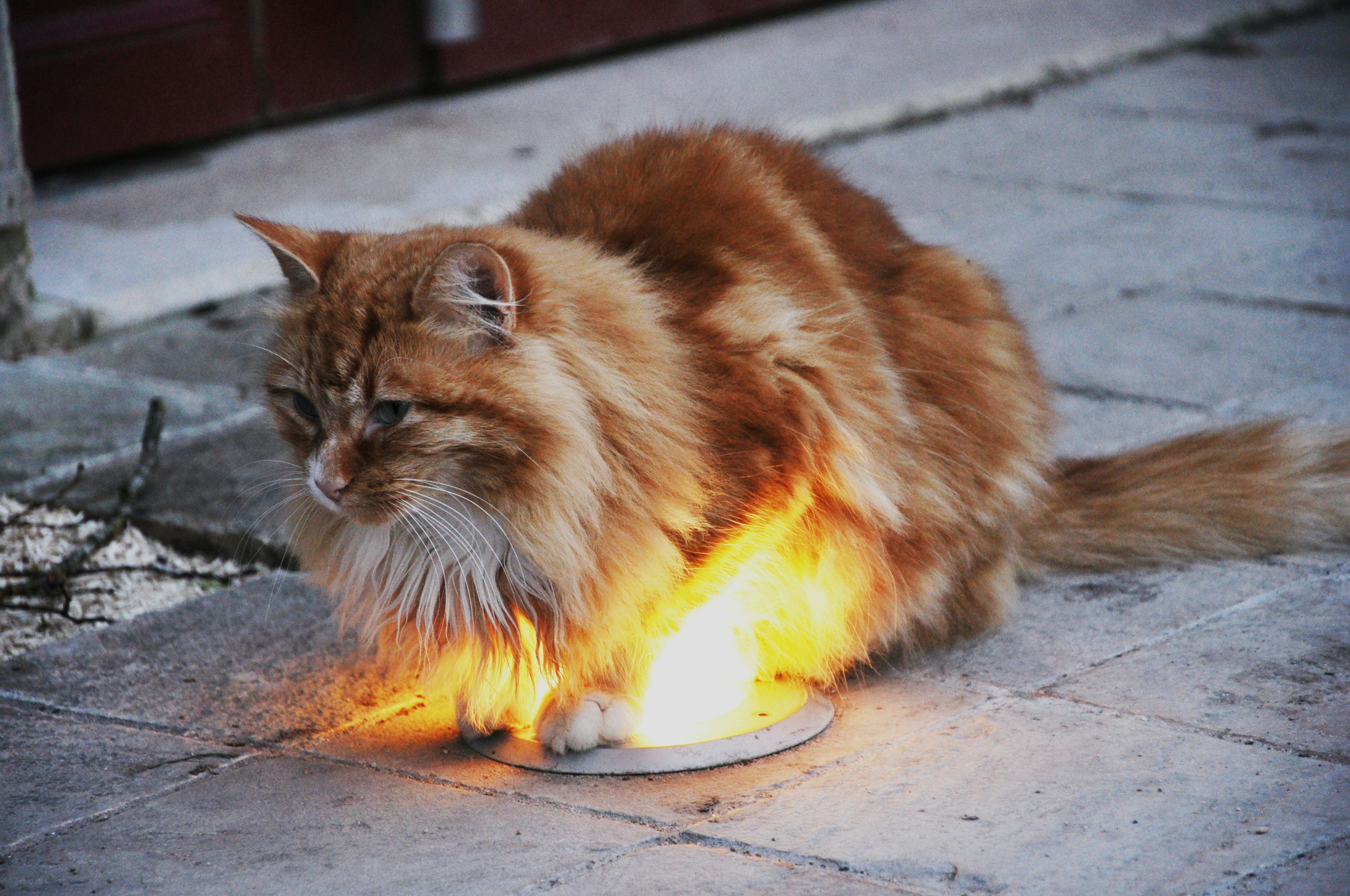 Gatto dal pelo arancione seduto su un piatto con luce arancione che emana da esso