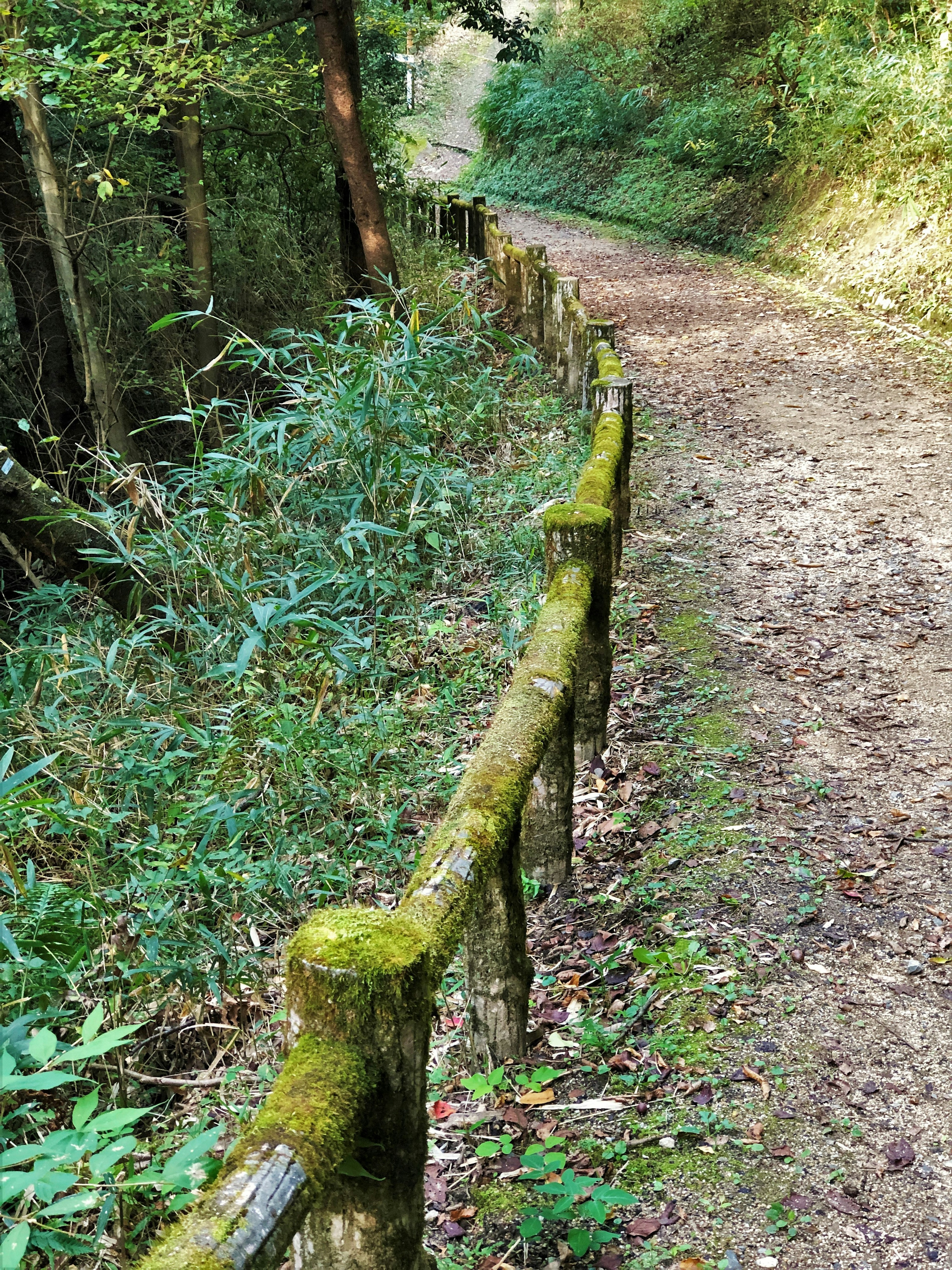 Un camino estrecho bordeado de plantas verdes y una cerca de madera cubierta de musgo