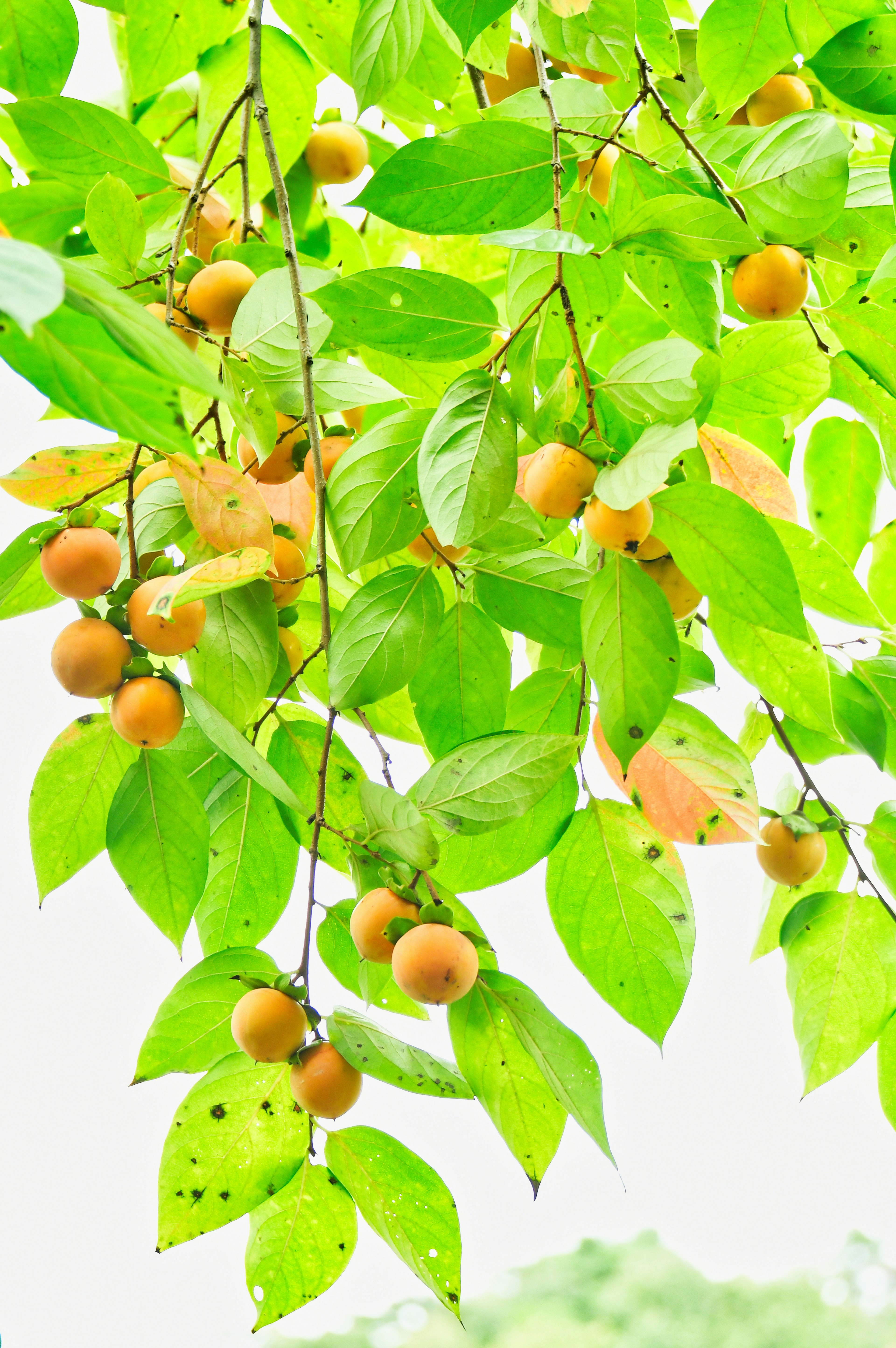 Cabang dengan buah kuning menggantung di antara daun hijau