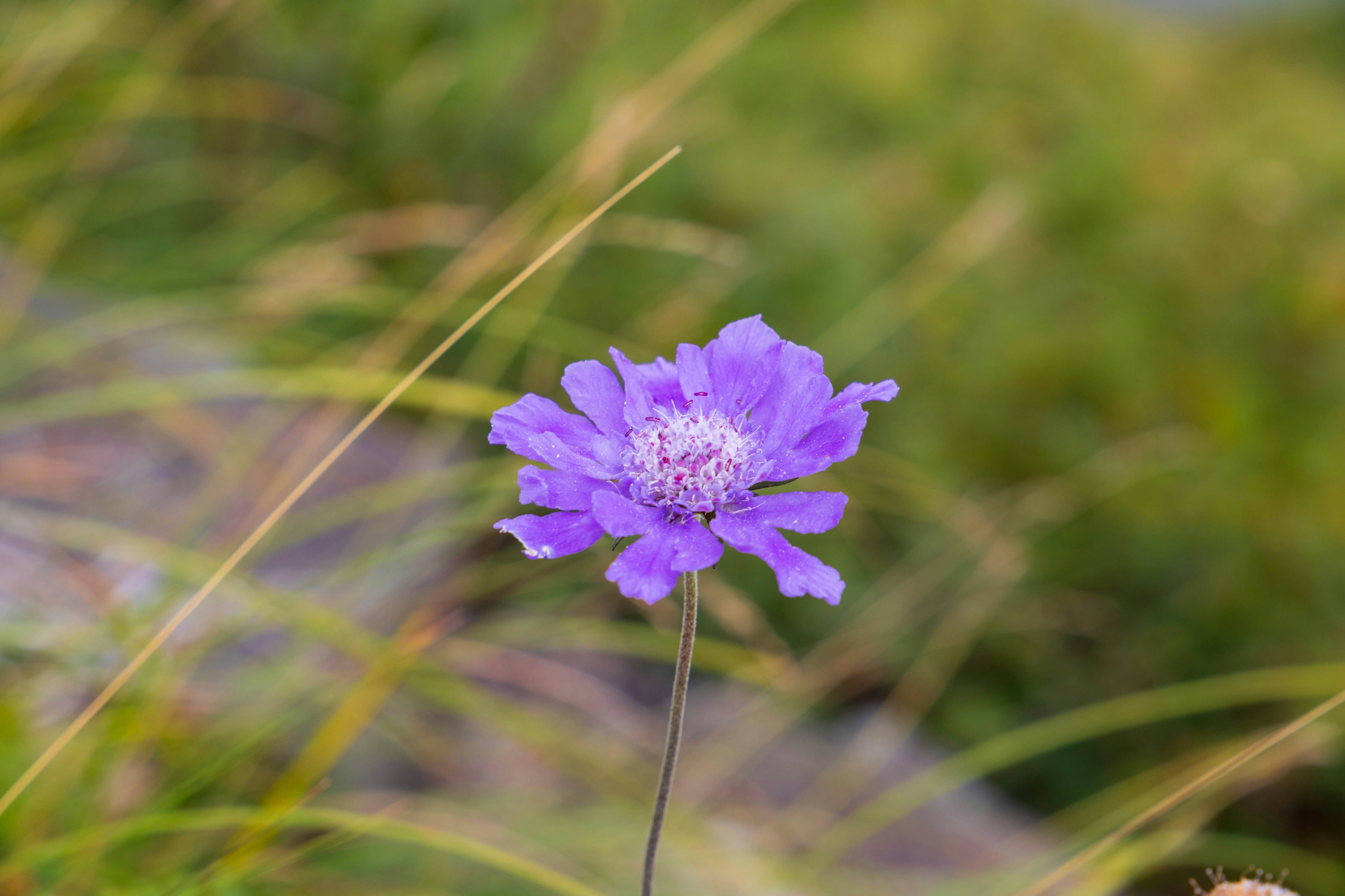 Eine lila Blume steht zwischen grünem Gras