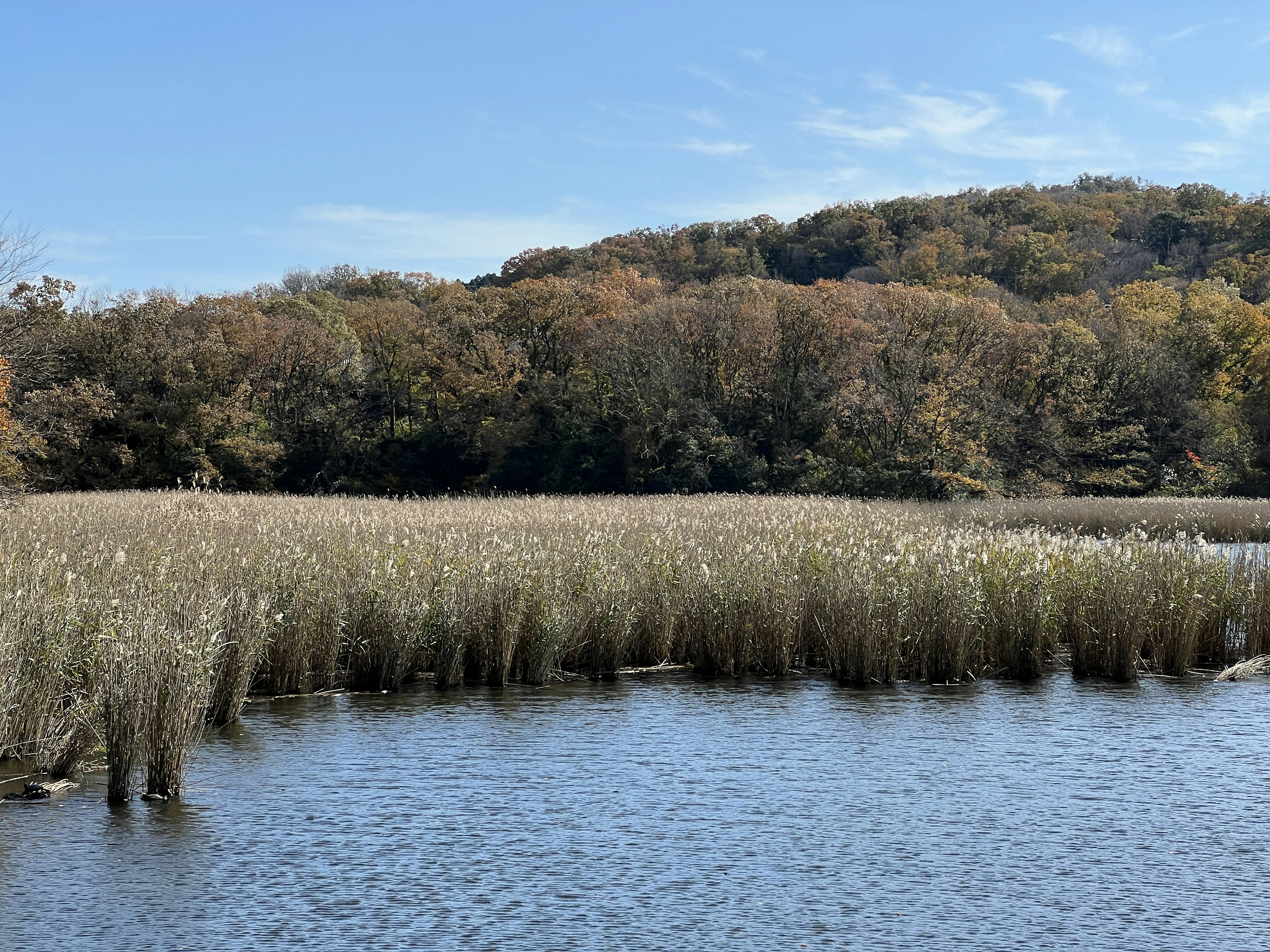 Serene wetland scene with calm water and autumn foliage