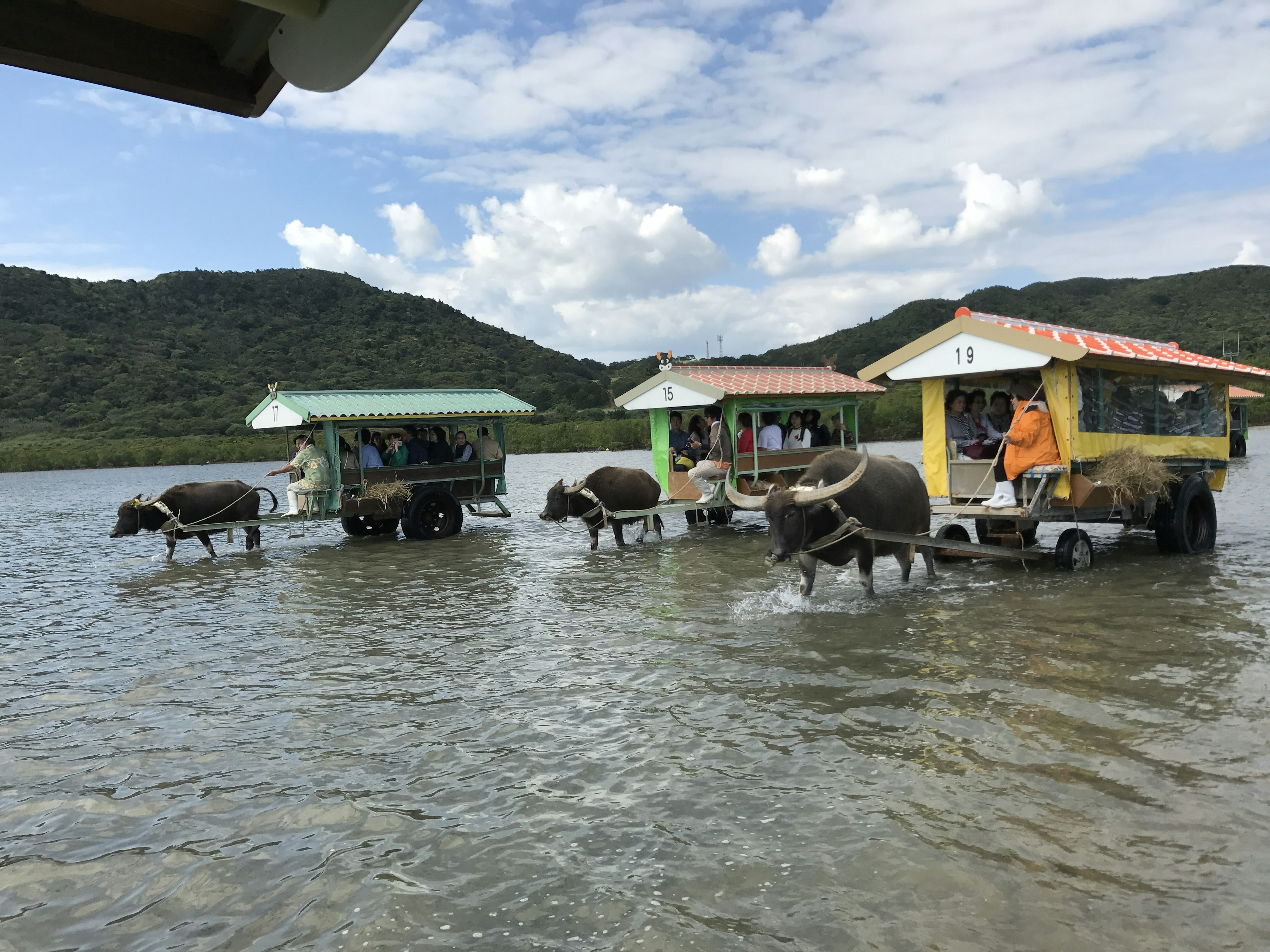 Bœufs d'eau marchant dans l'eau avec des bateaux en forme de cabane colorés