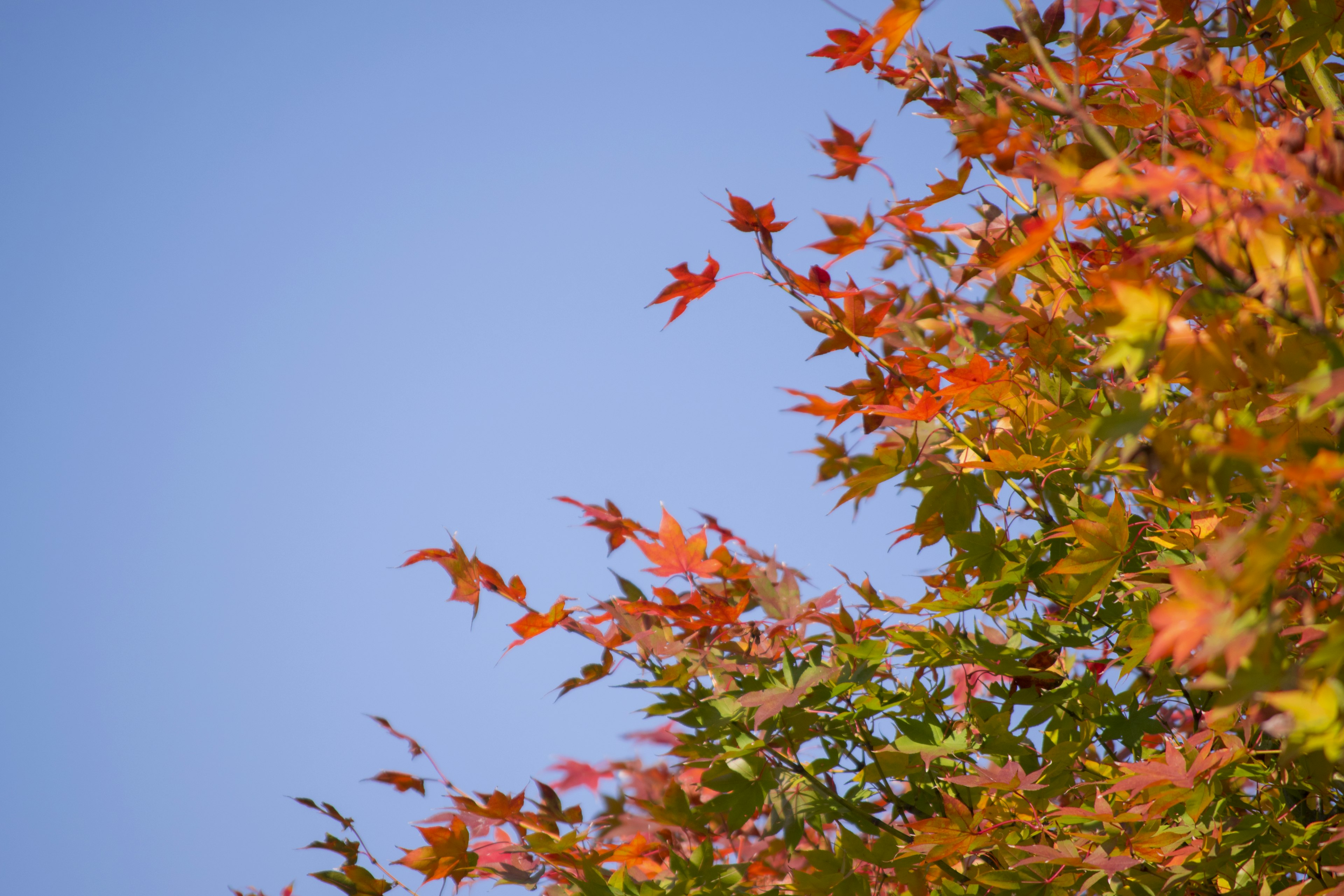 Herbstblätter in lebhaftem Rot und Orange vor einem klaren blauen Himmel