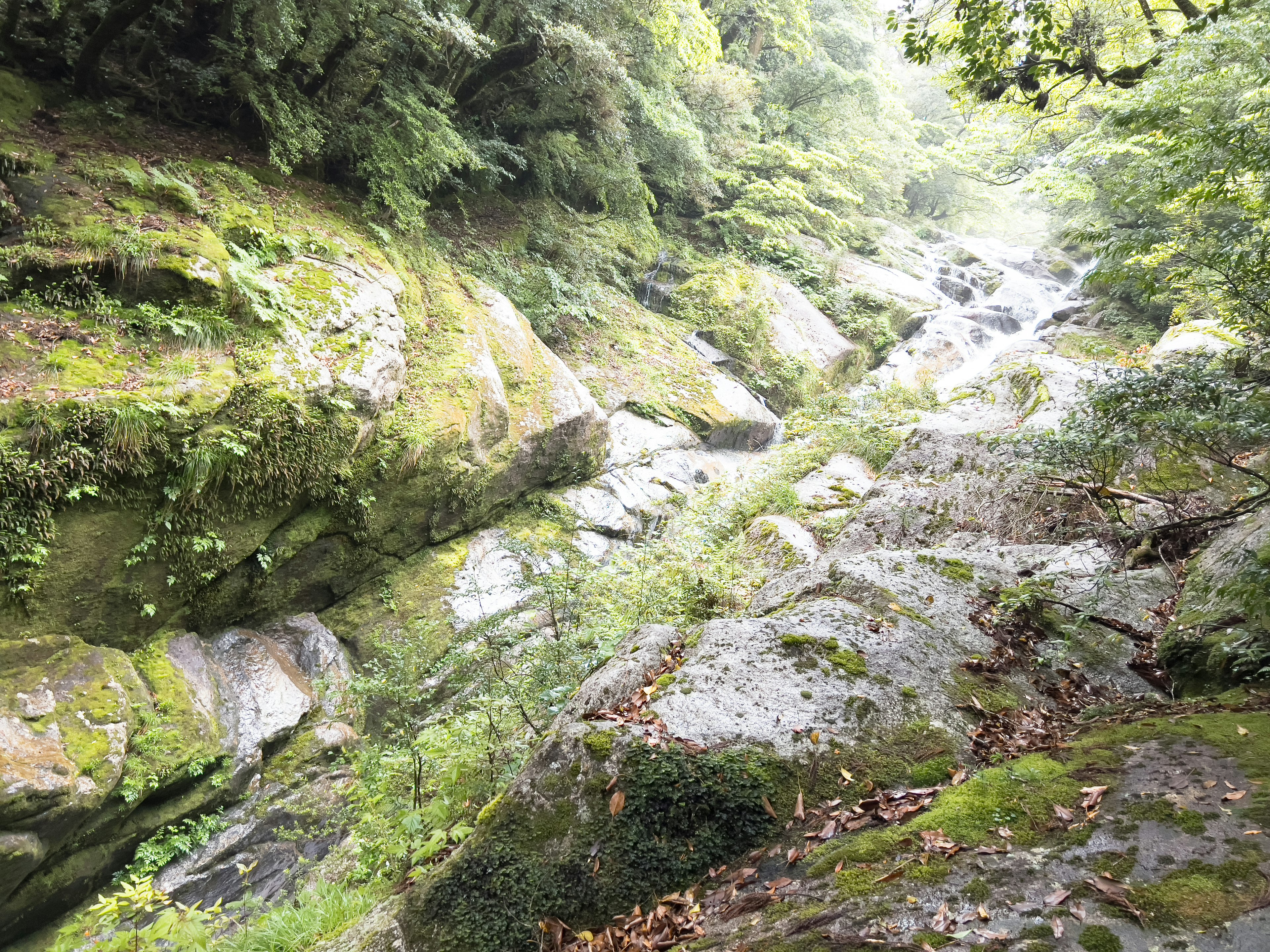 Un ruisseau serein traversant une forêt luxuriante avec des rochers couverts de mousse