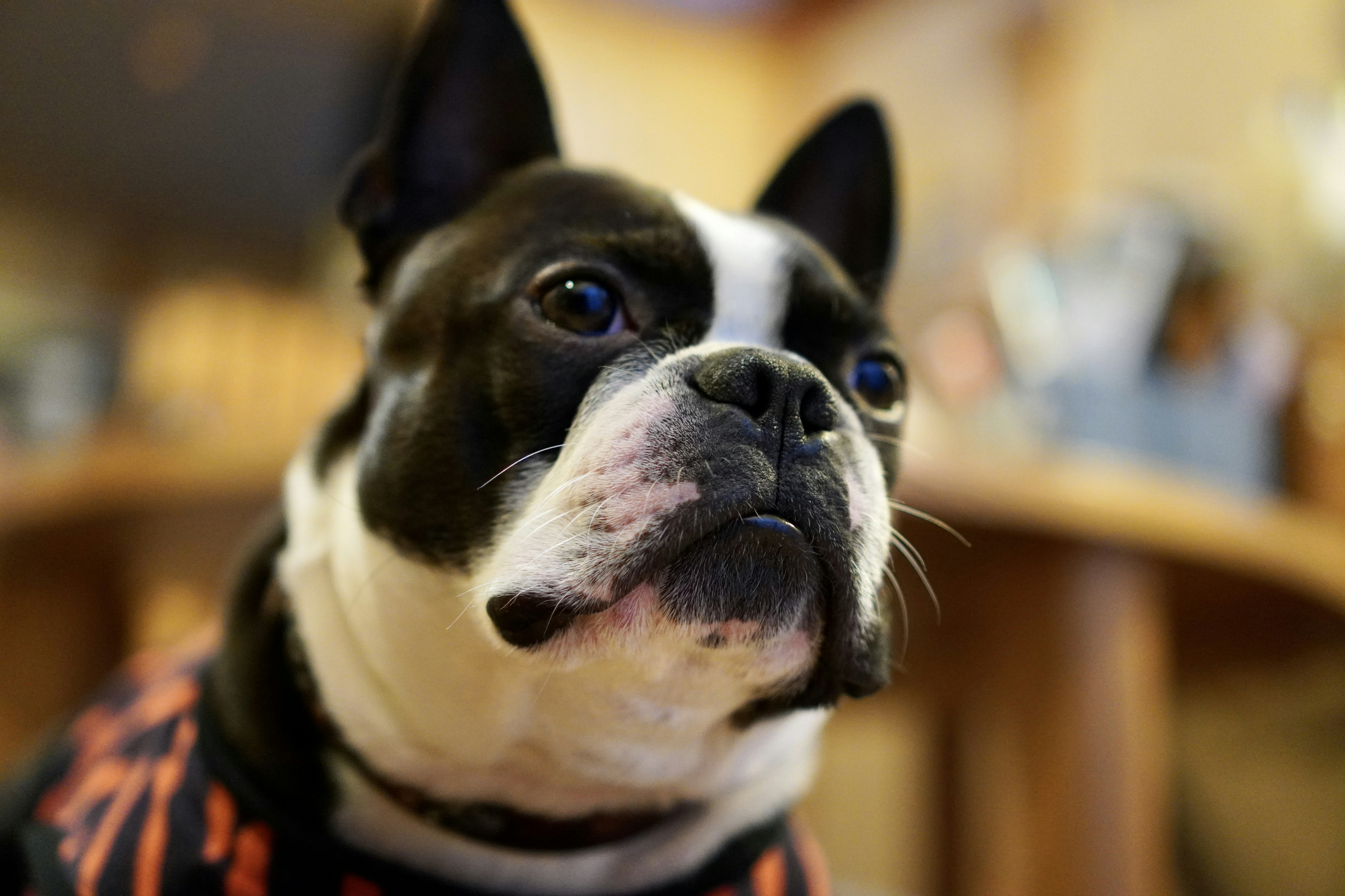 Cận cảnh một chú chó Boston Terrier đen trắng nhìn về phía máy ảnh