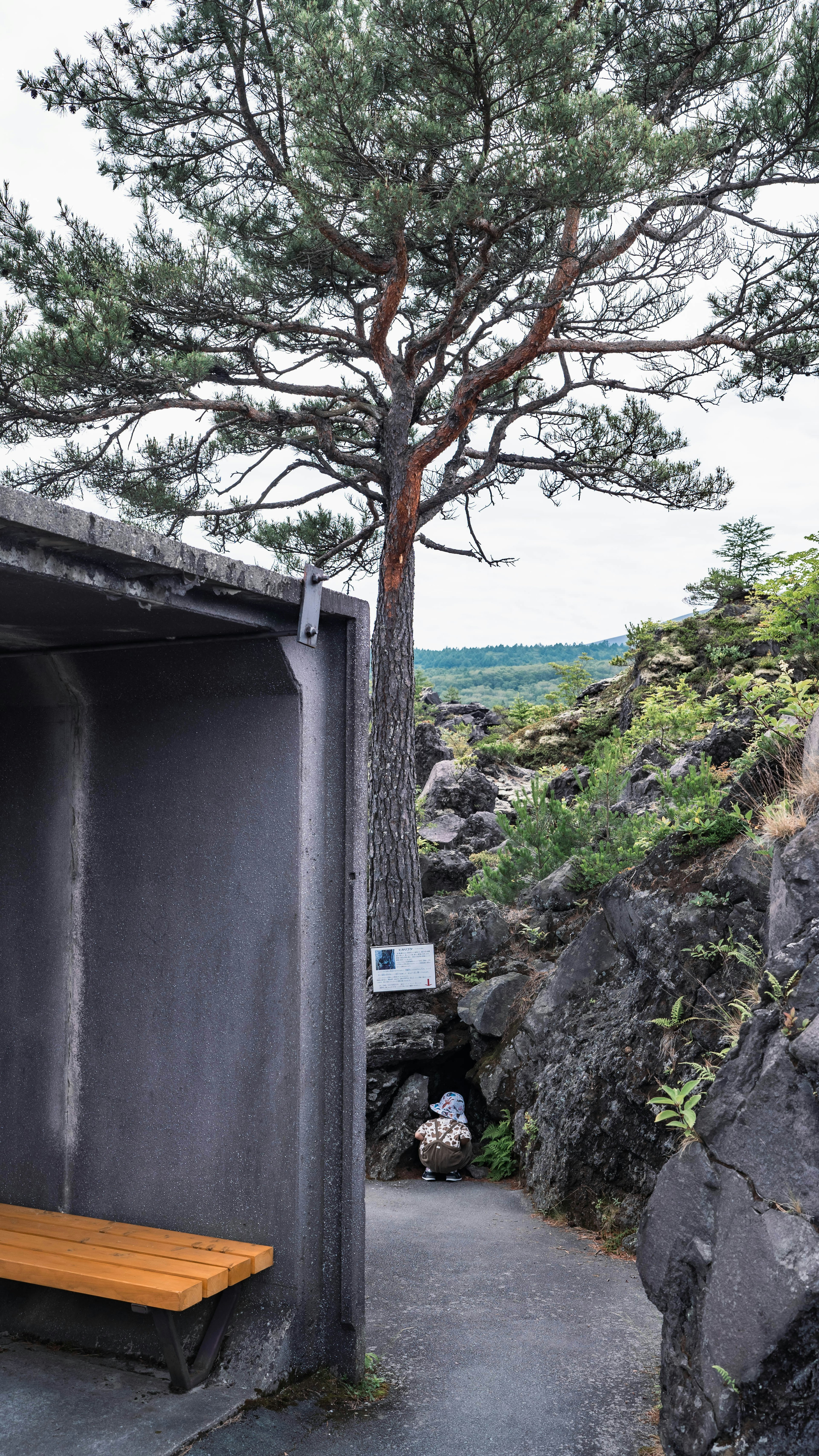 黑色岩石景觀中有綠色樹木和木製長椅