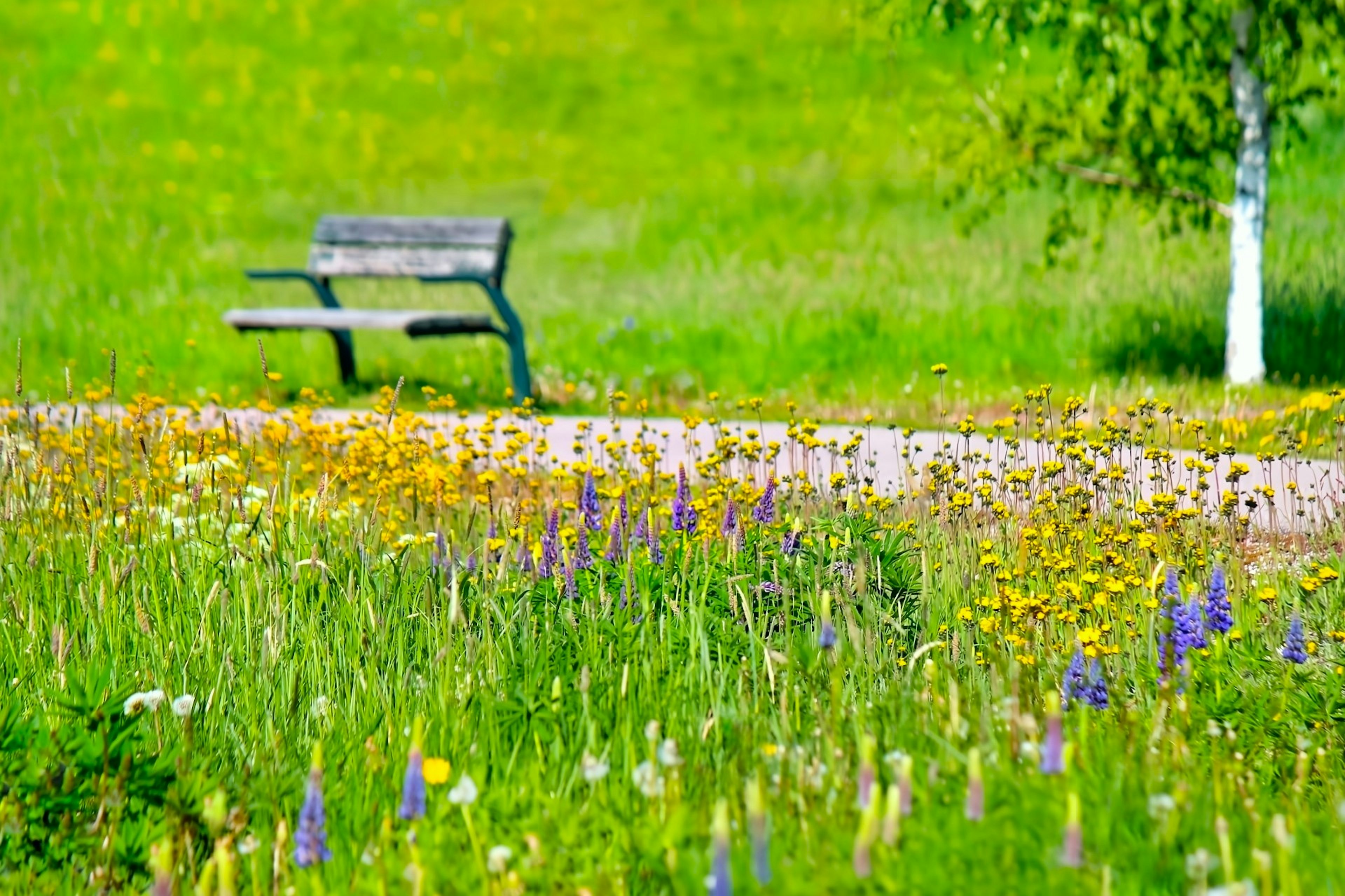 Panchina del parco circondata da fiori selvatici colorati e erba verde