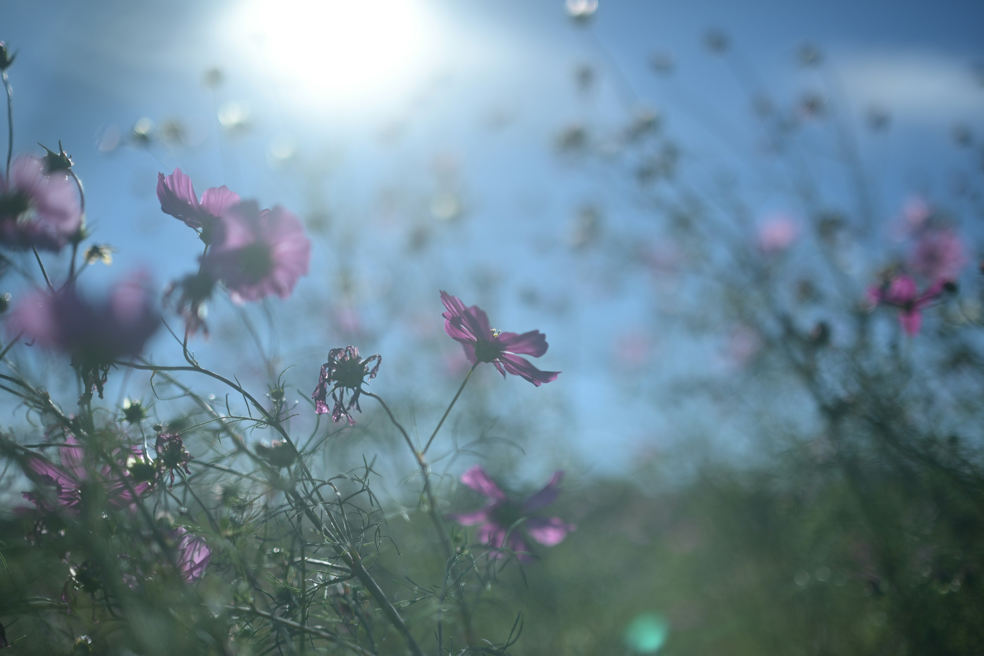 Un campo de flores coloridas bajo una luz solar brillante