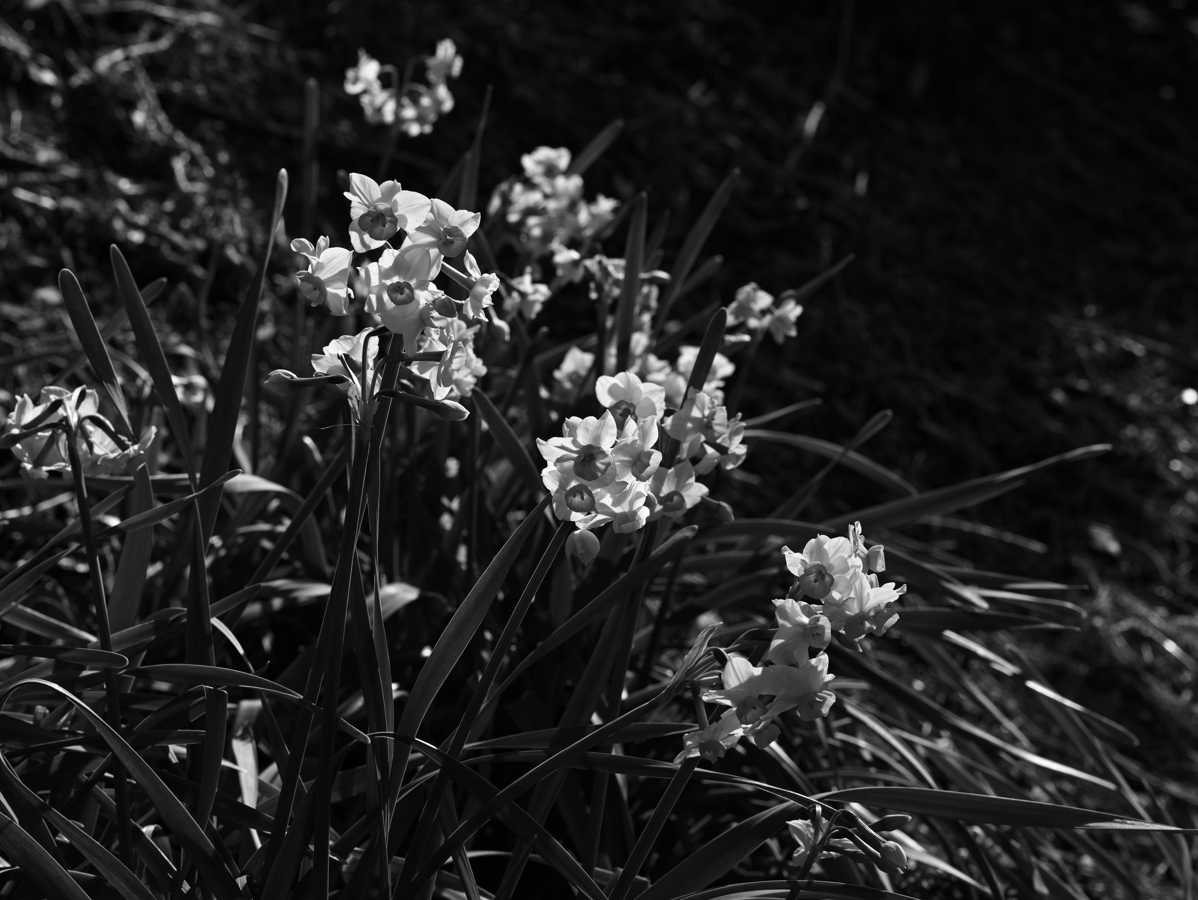 Foto hitam putih dari sekelompok bunga putih di rumput