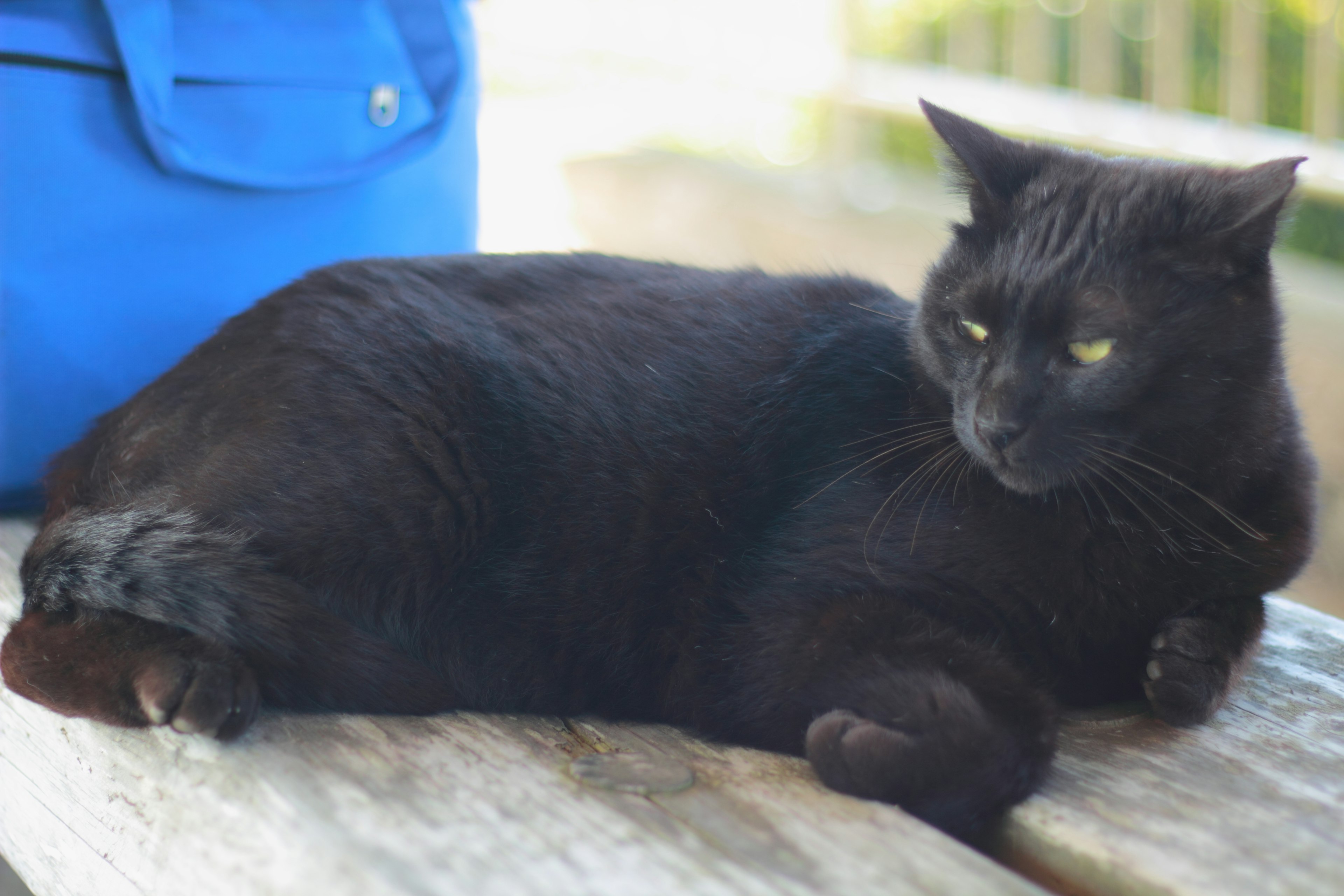 Eine schwarze Katze, die auf einem Tisch liegt