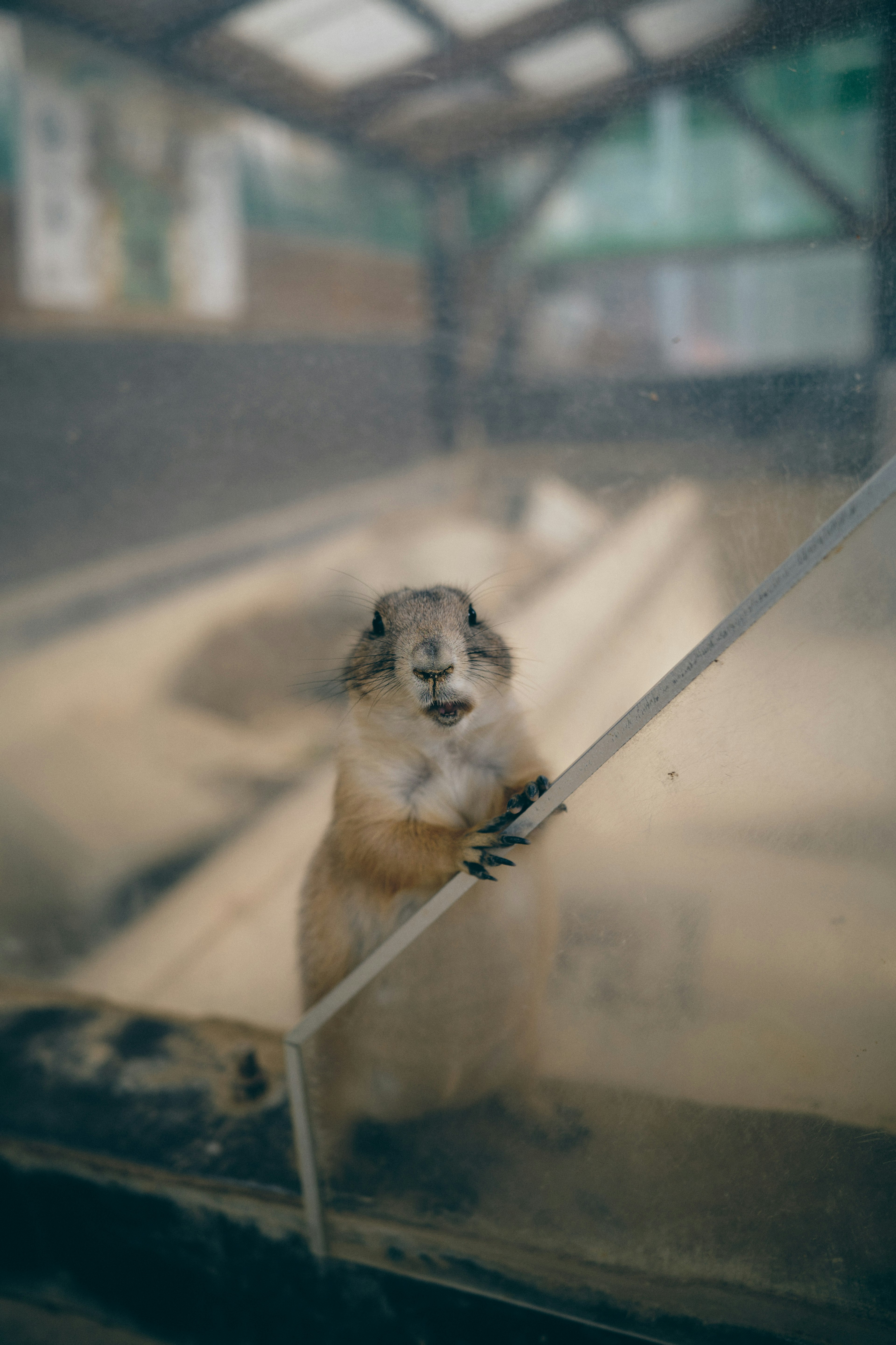 A meerkat seen through a transparent wall holding up its paw