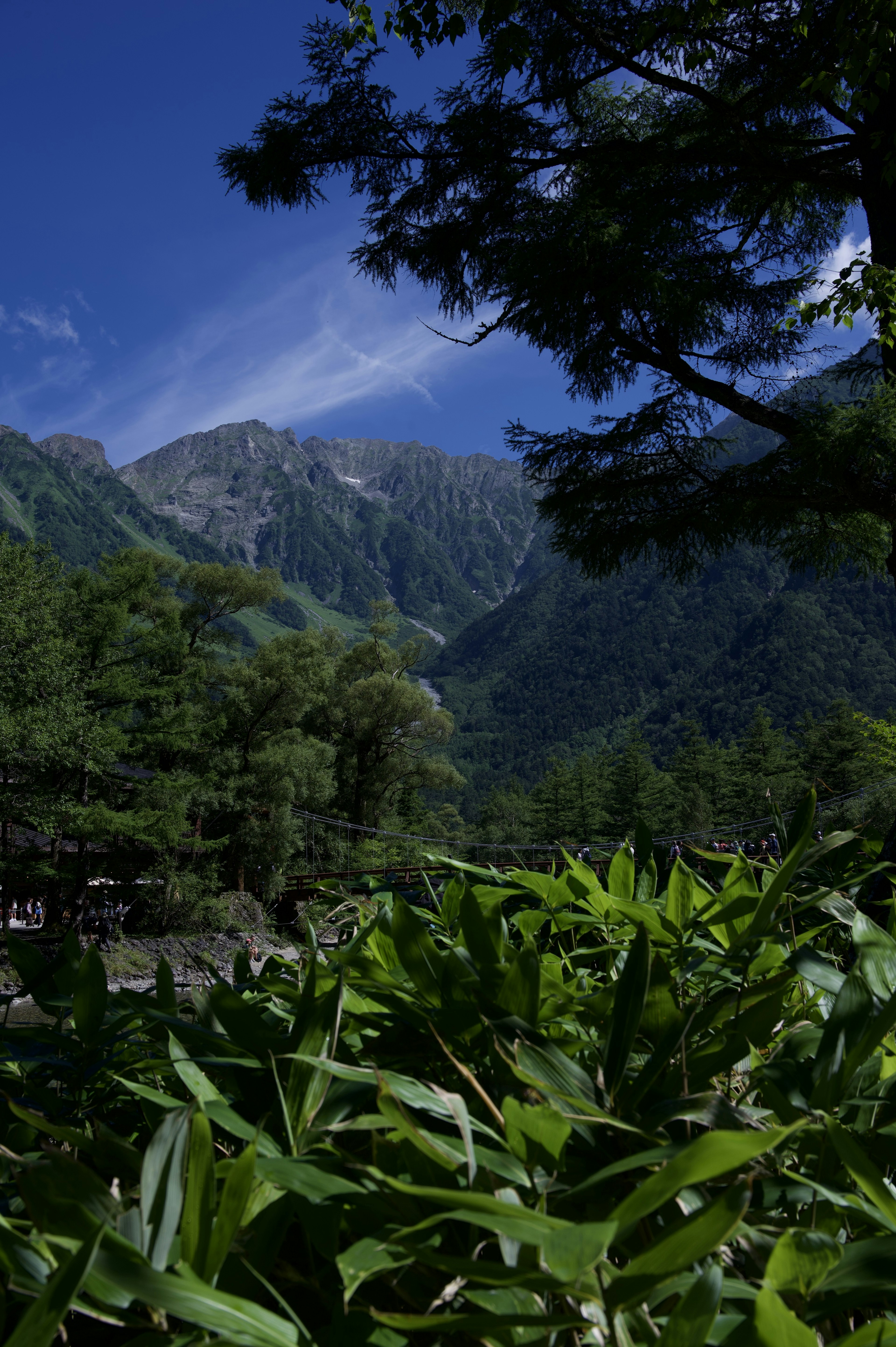 Foliage verde lussureggiante con montagne sullo sfondo sotto un cielo azzurro