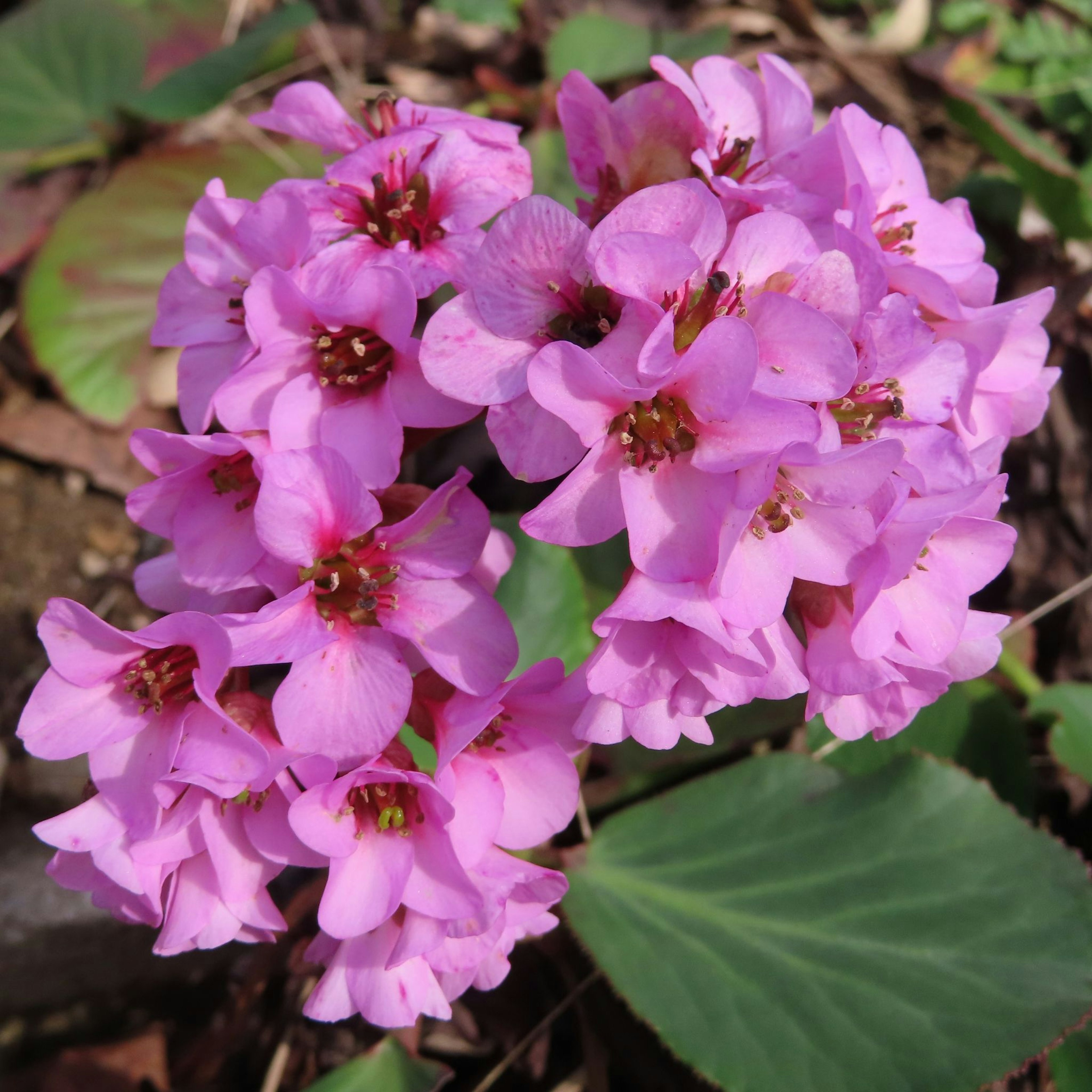 Cluster aus lebhaften rosa Blumen mit grünen Blättern