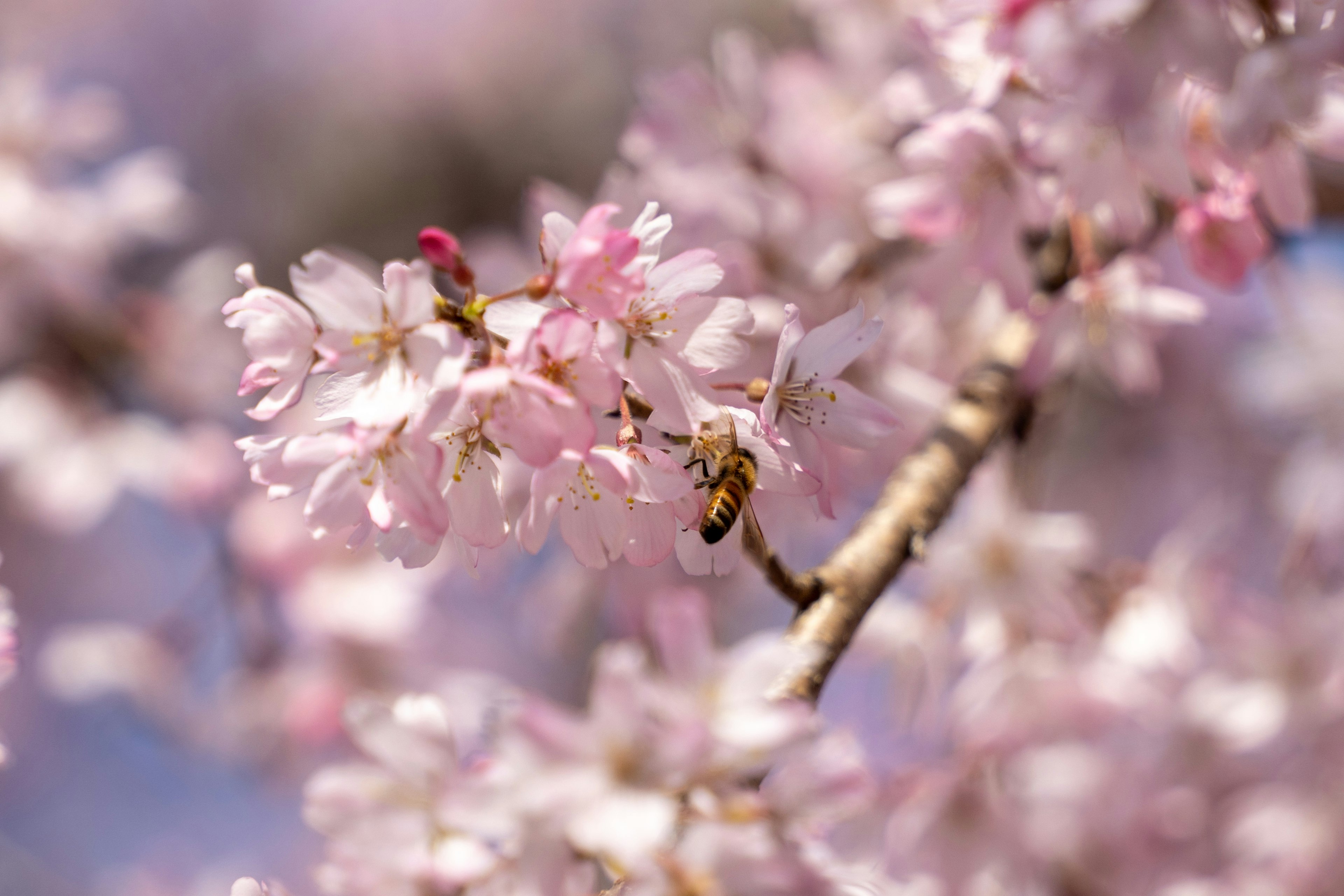 桜の花と蜂が咲いている枝のクローズアップ