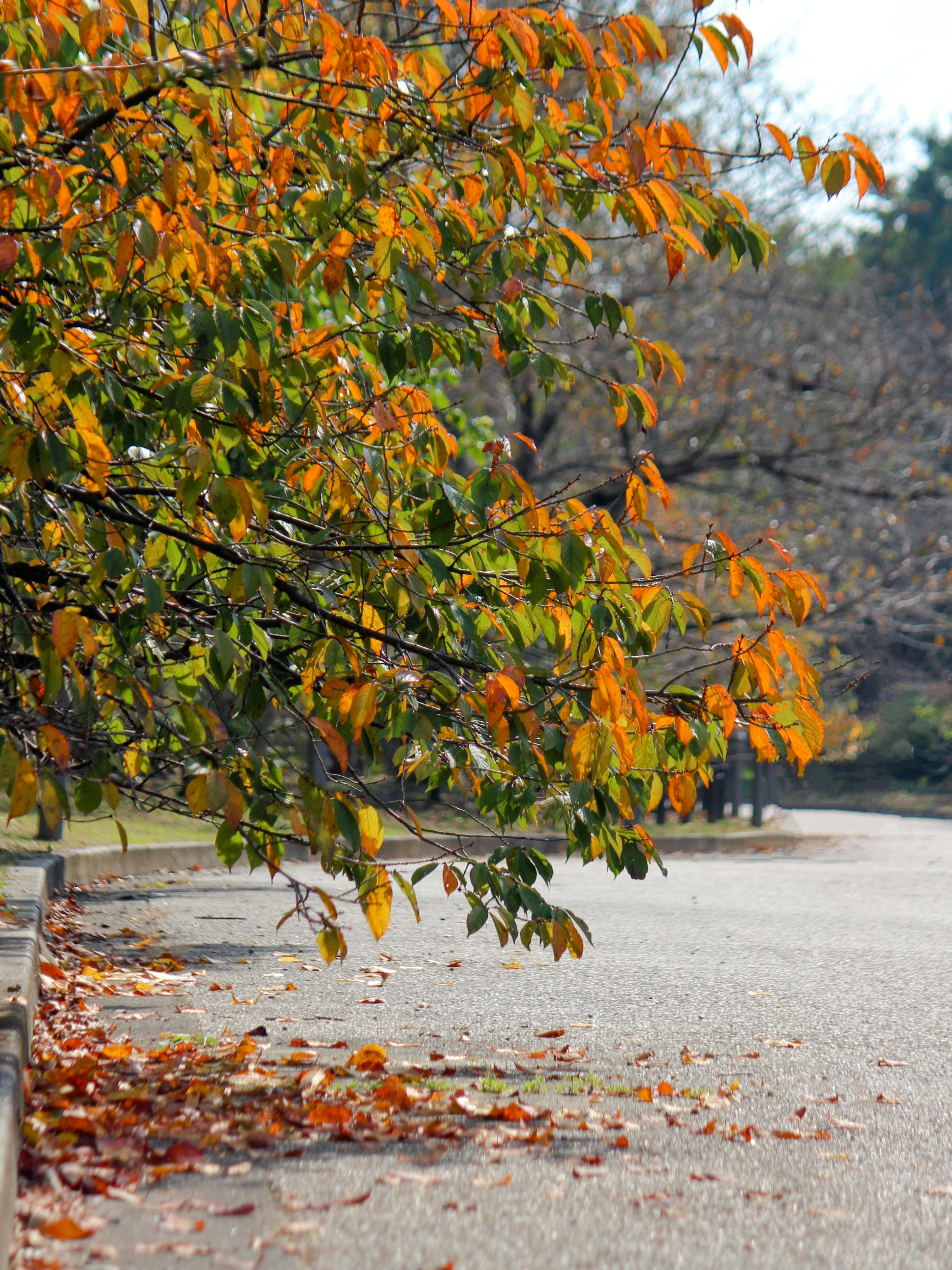 Bunte Herbstblätter an Bäumen neben einem gepflasterten Weg