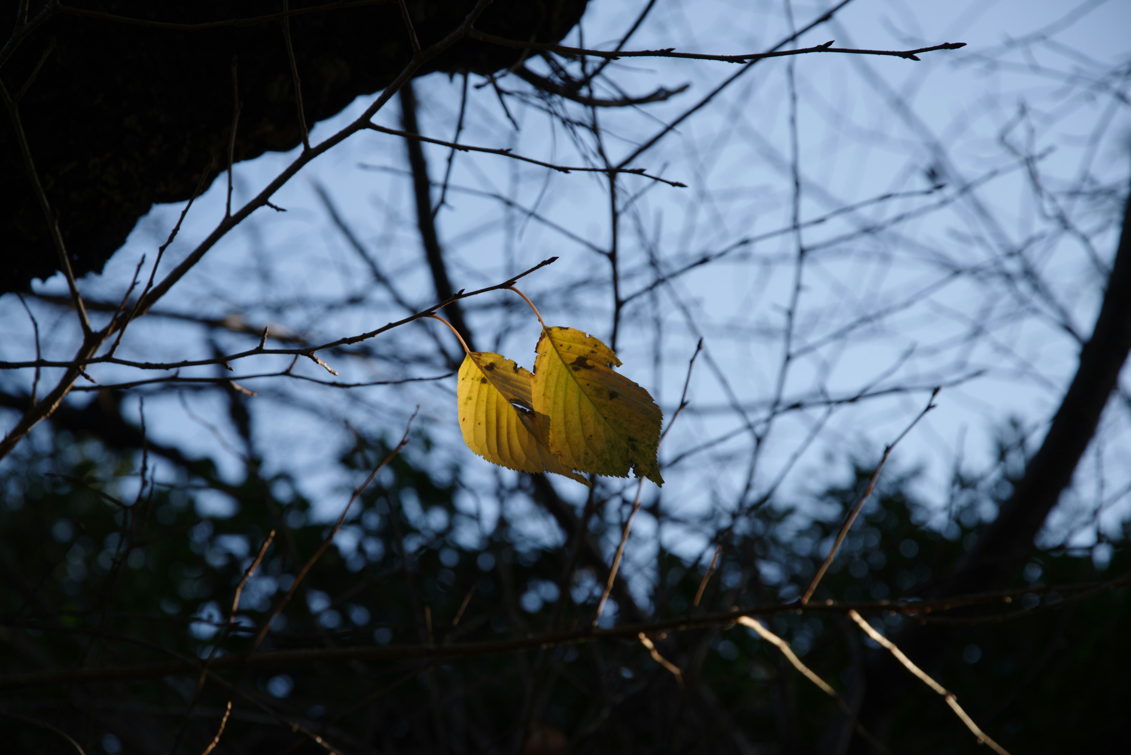 Feuilles jaunes vives accrochées à des branches nues contre un ciel bleu